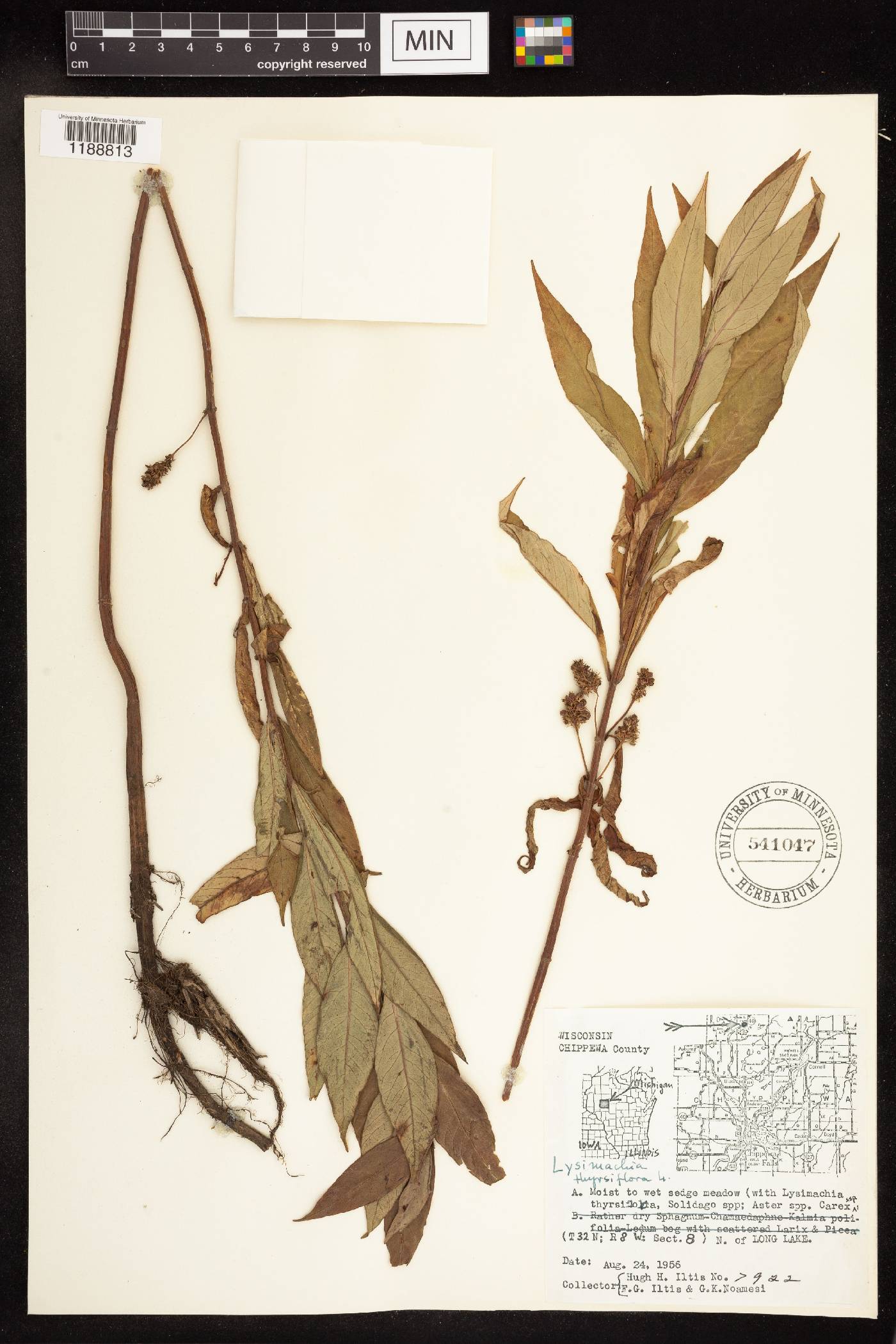 Lysimachia thyrsiflora image