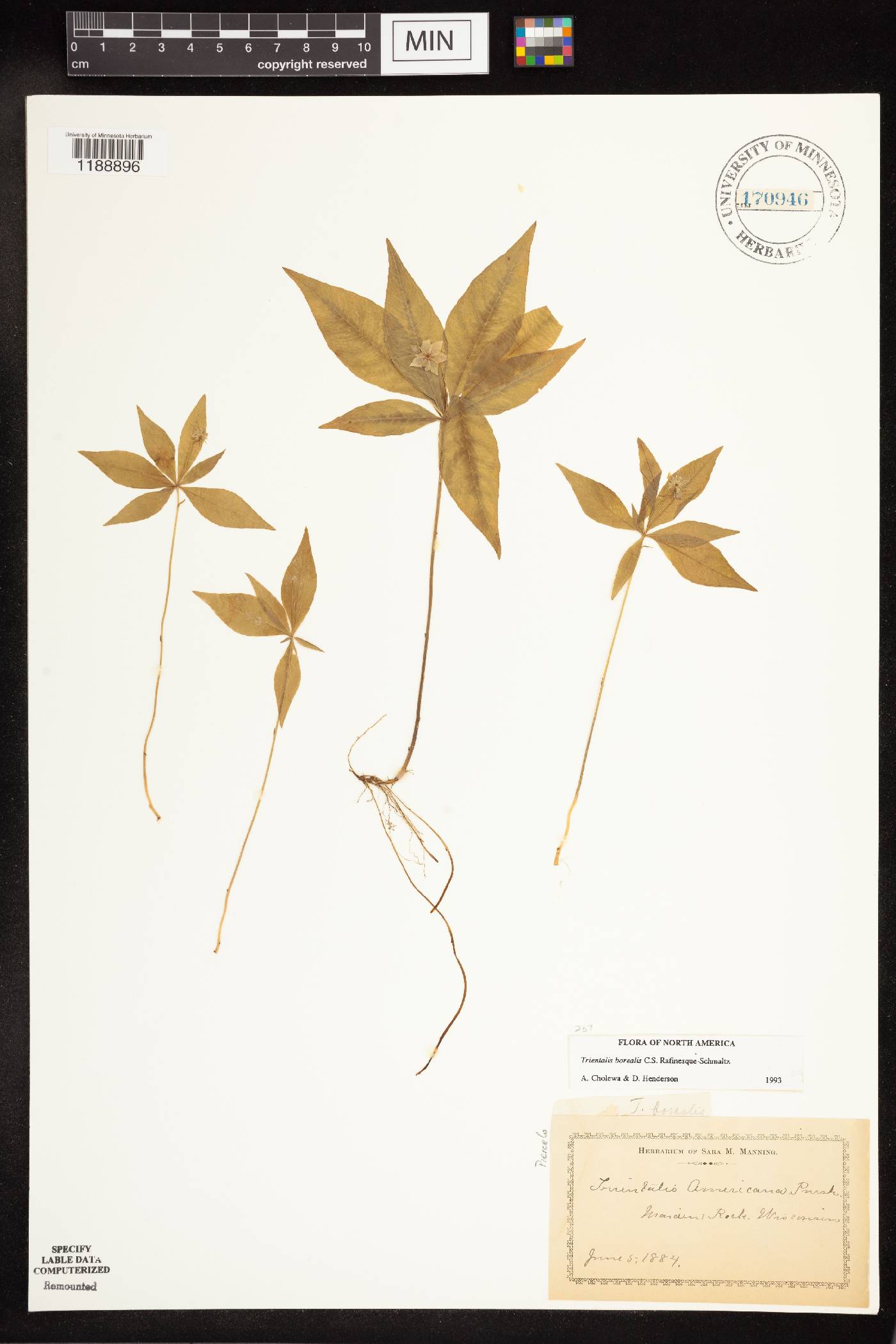 Trientalis borealis image