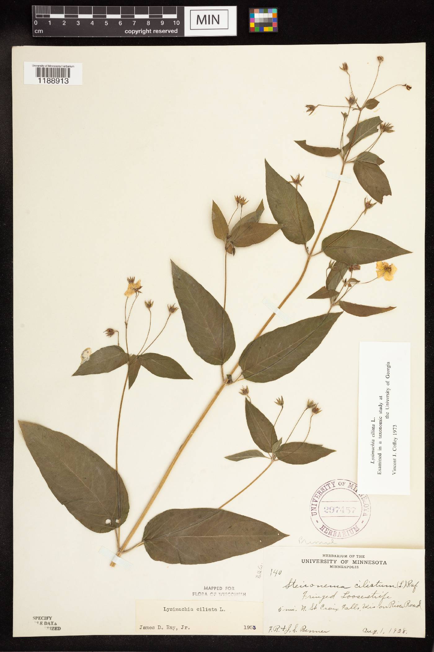 Lysimachia ciliata image