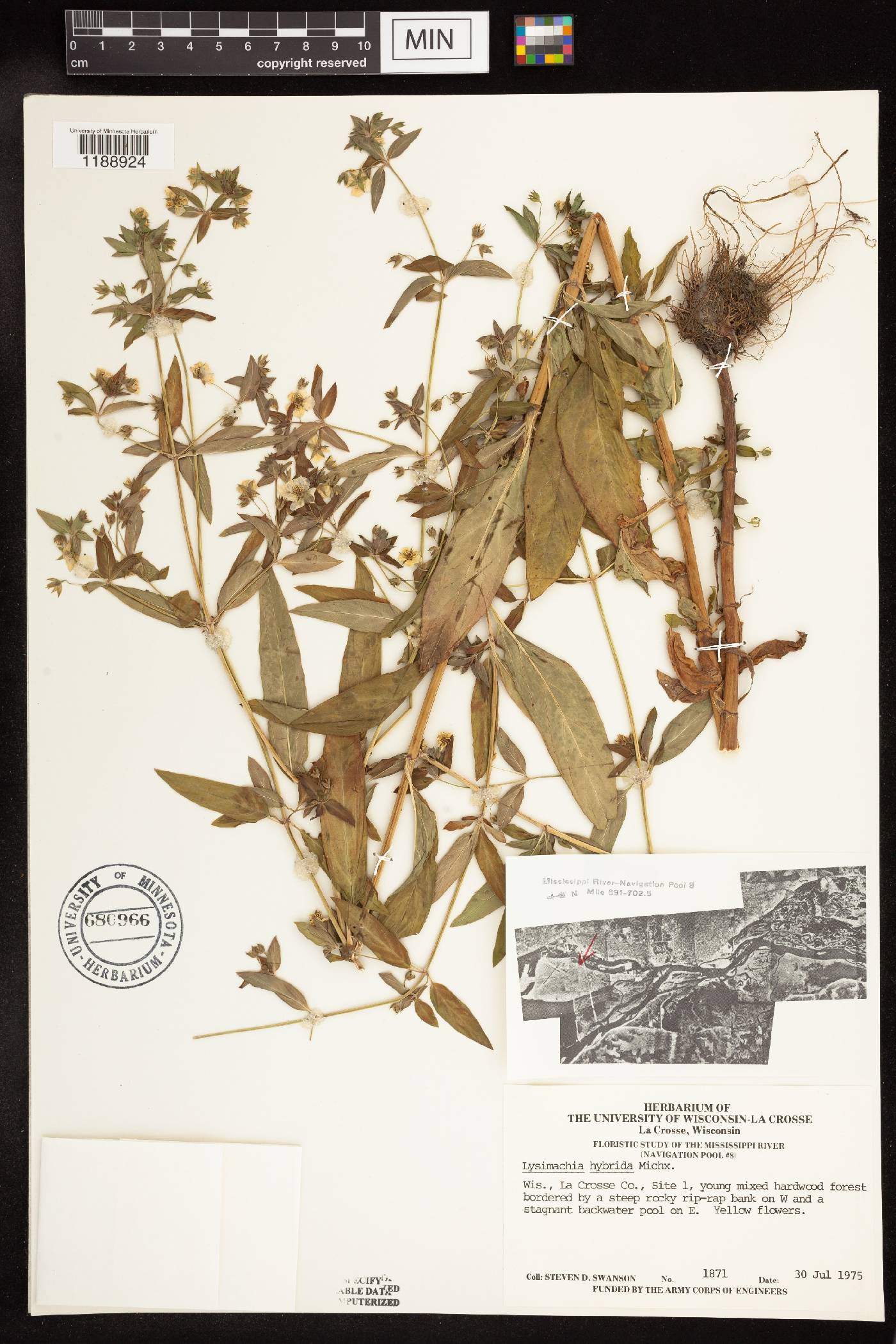 Lysimachia hybrida image