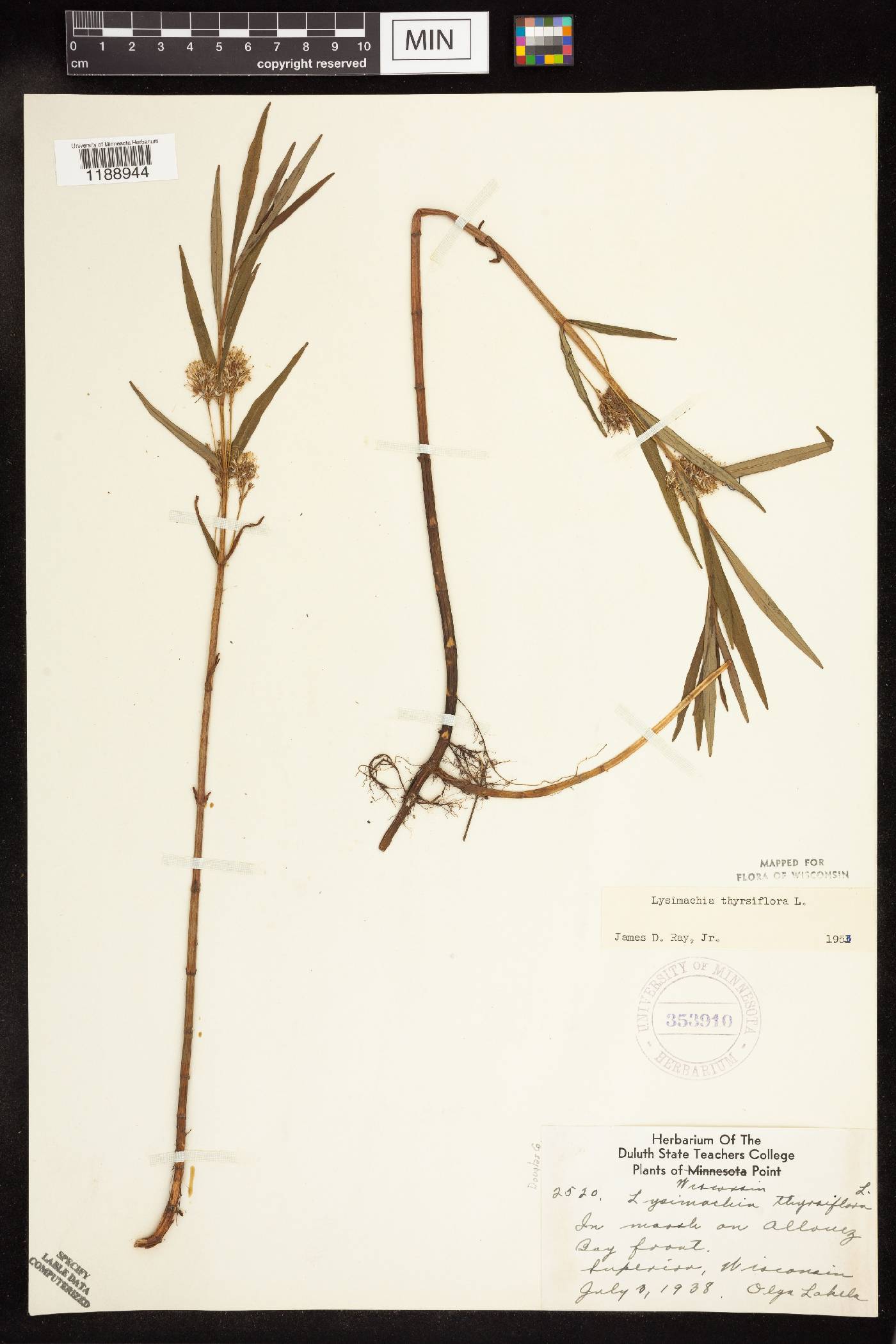 Lysimachia thyrsiflora image