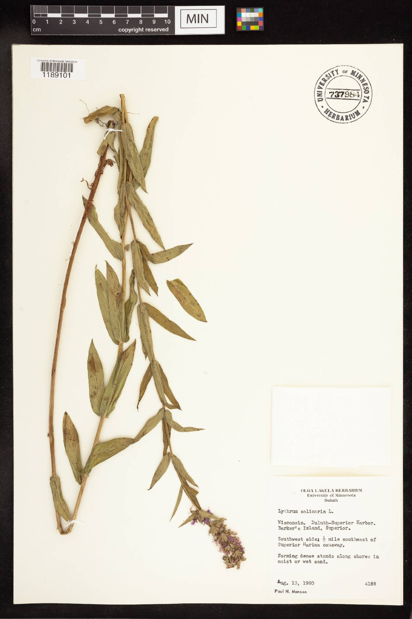 Lythrum salicaria image