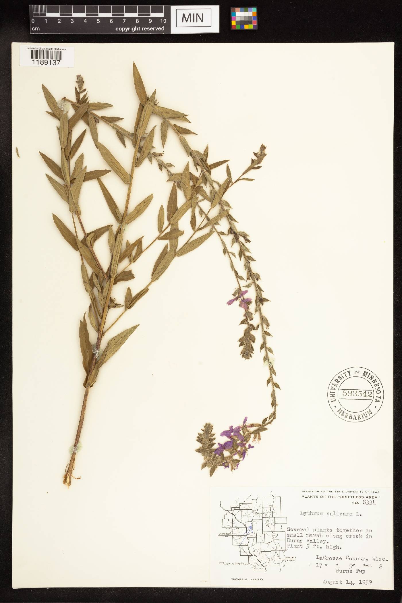 Lythrum salicaria image