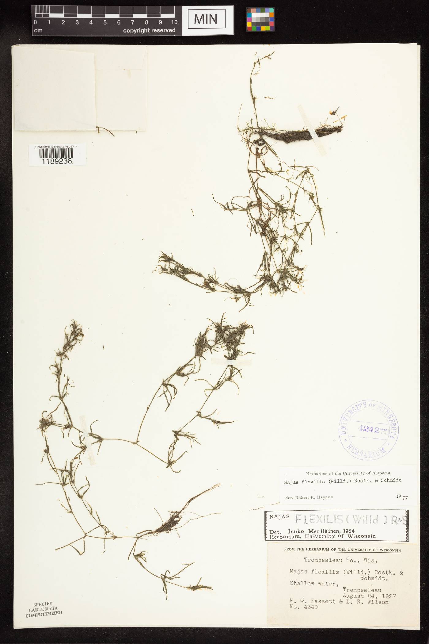 Najas flexilis image