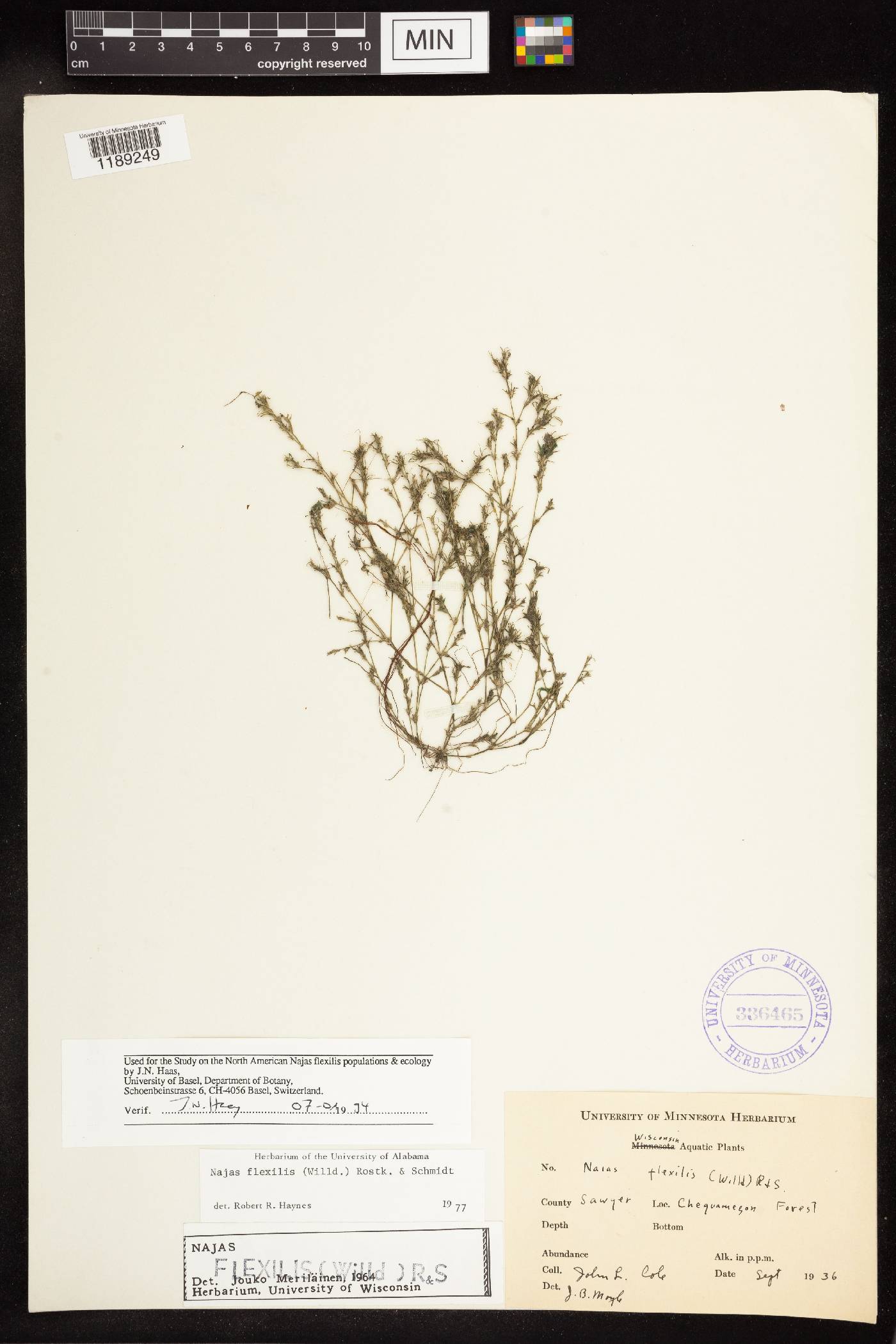 Najas flexilis image