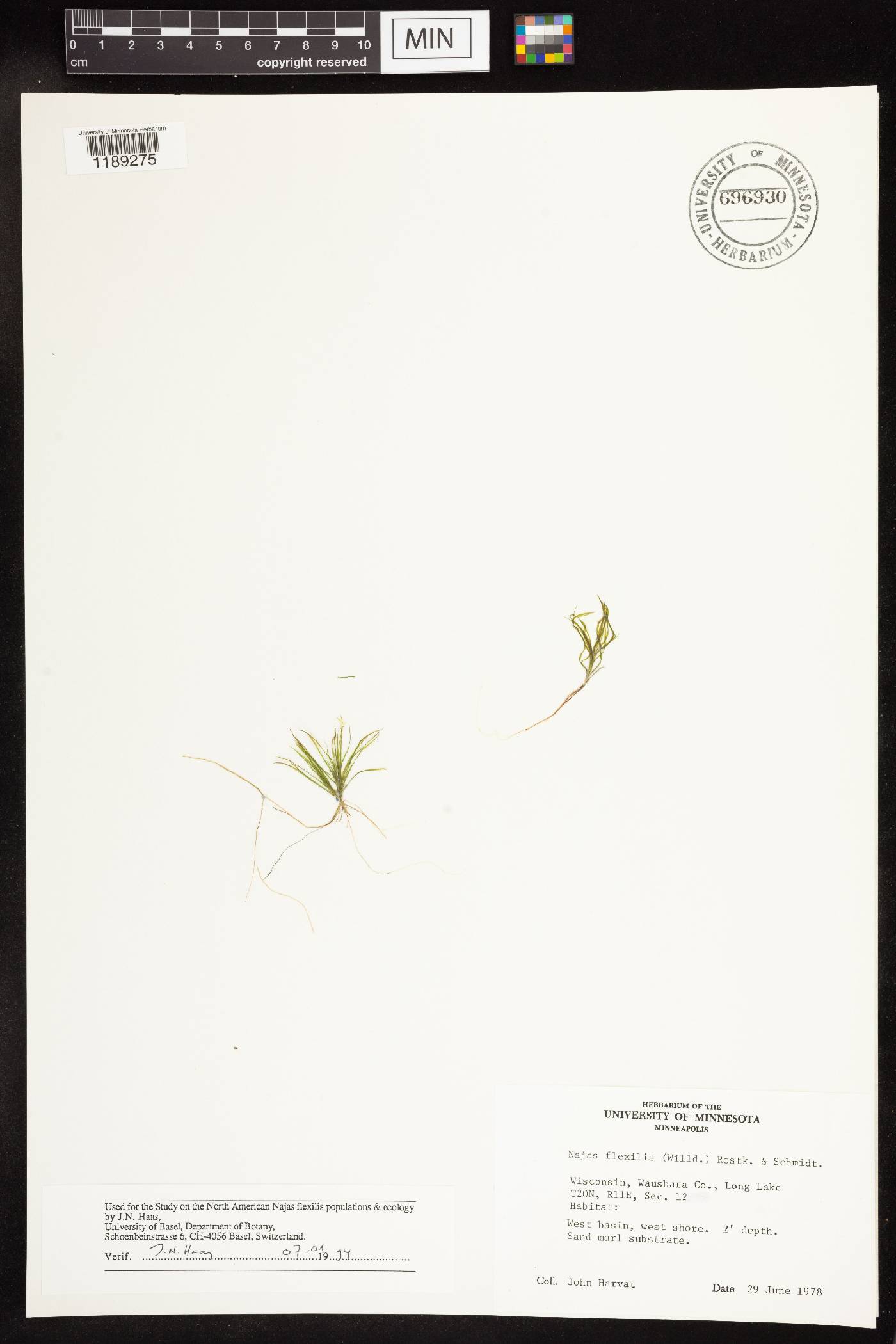 Najas flexilis image
