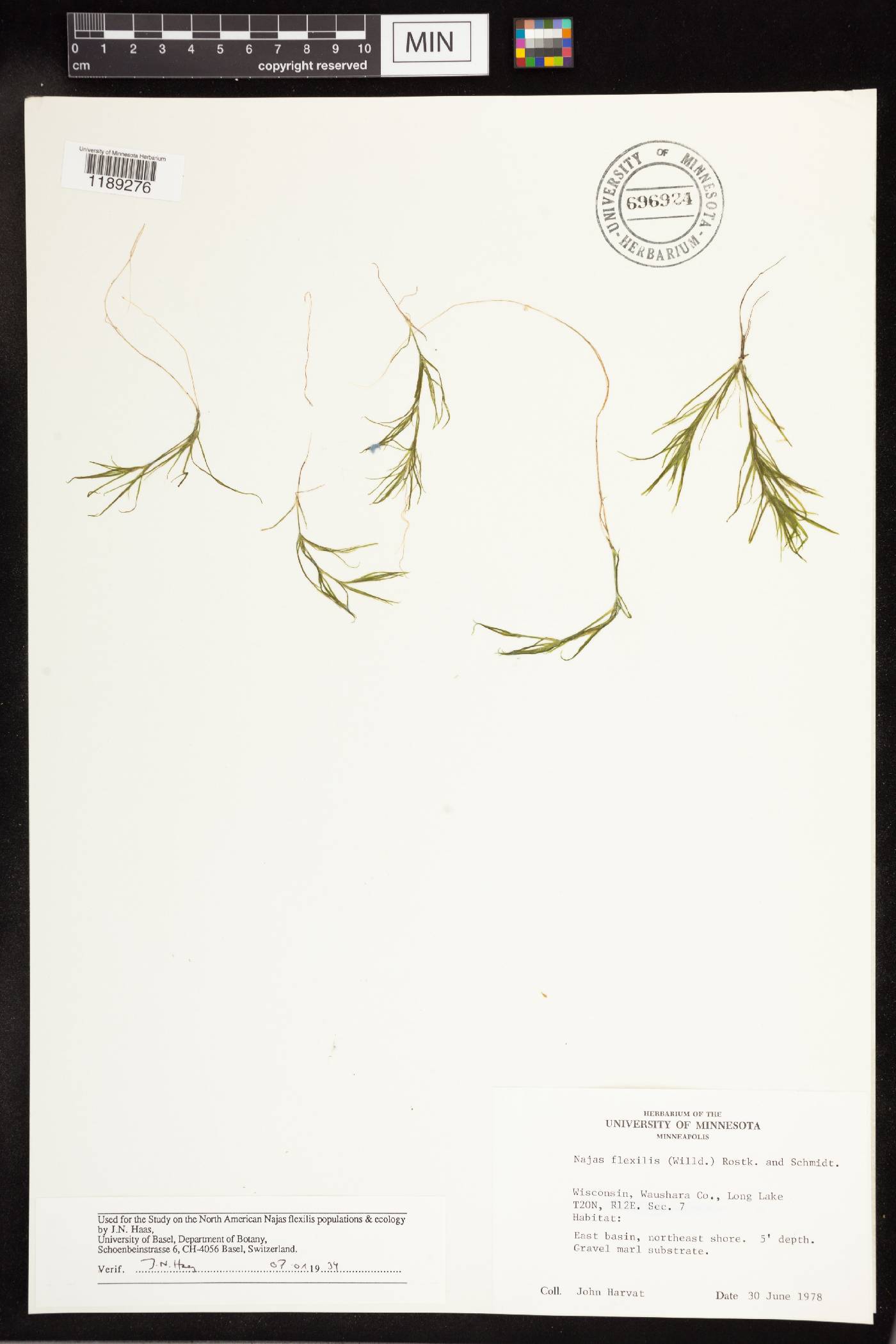Najas flexilis image