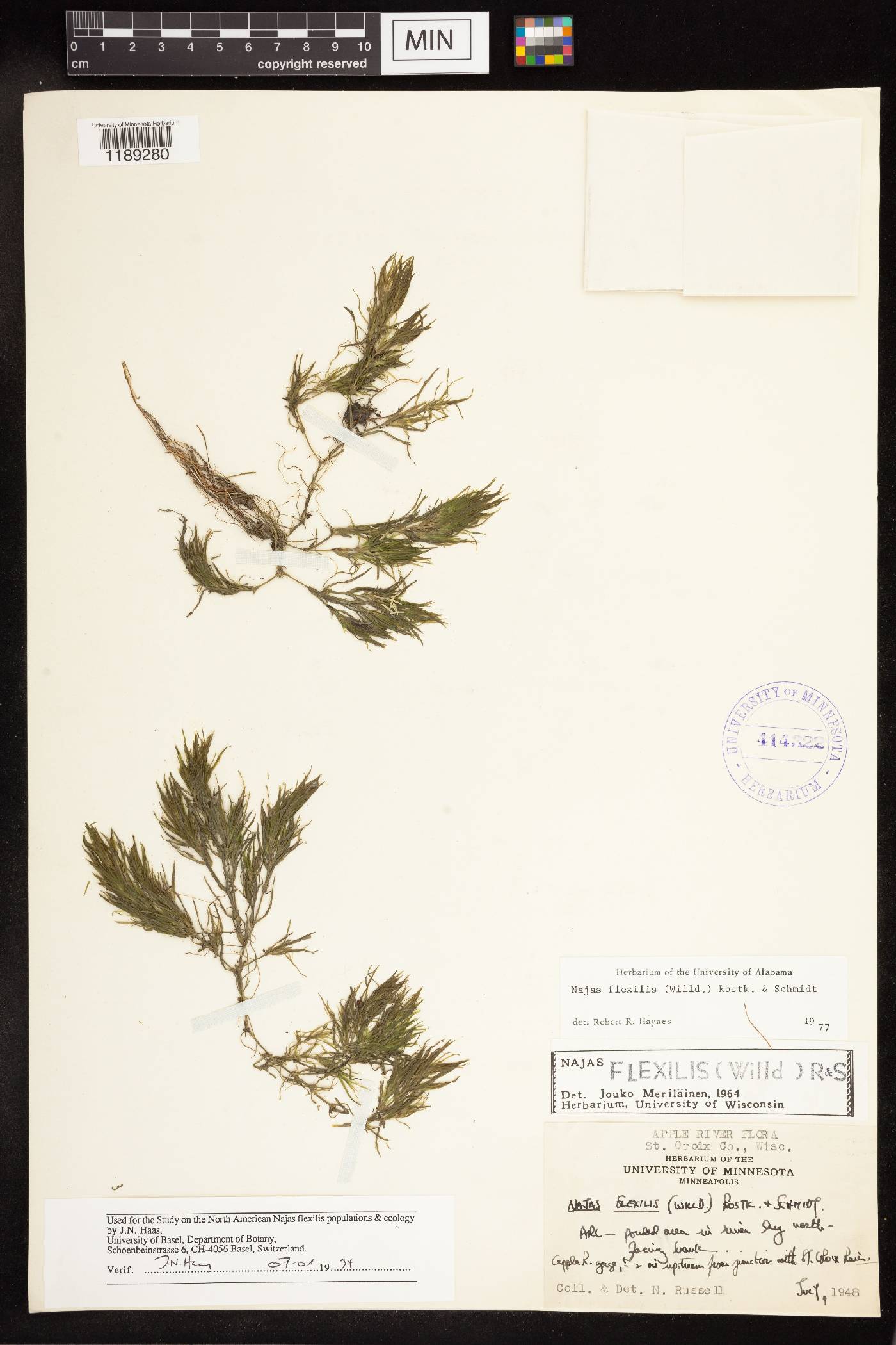 Najas flexilis image