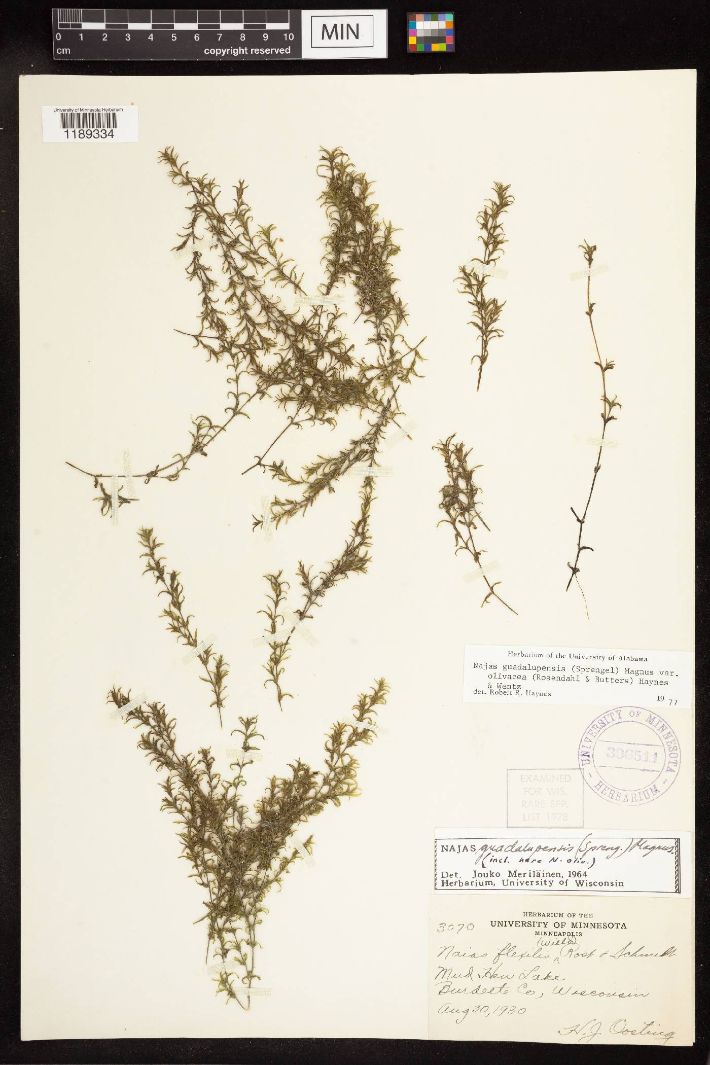 Najas guadalupensis subsp. olivacea image