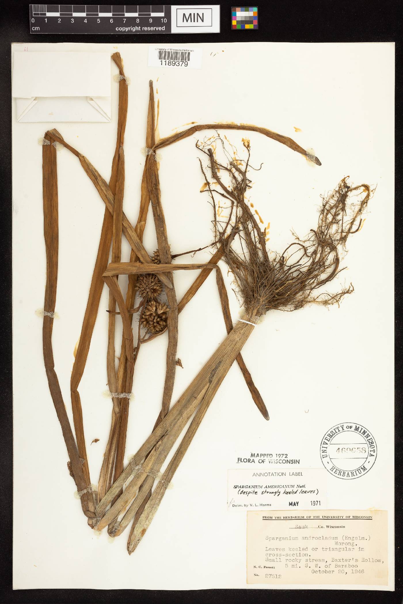 Sparganium americanum image
