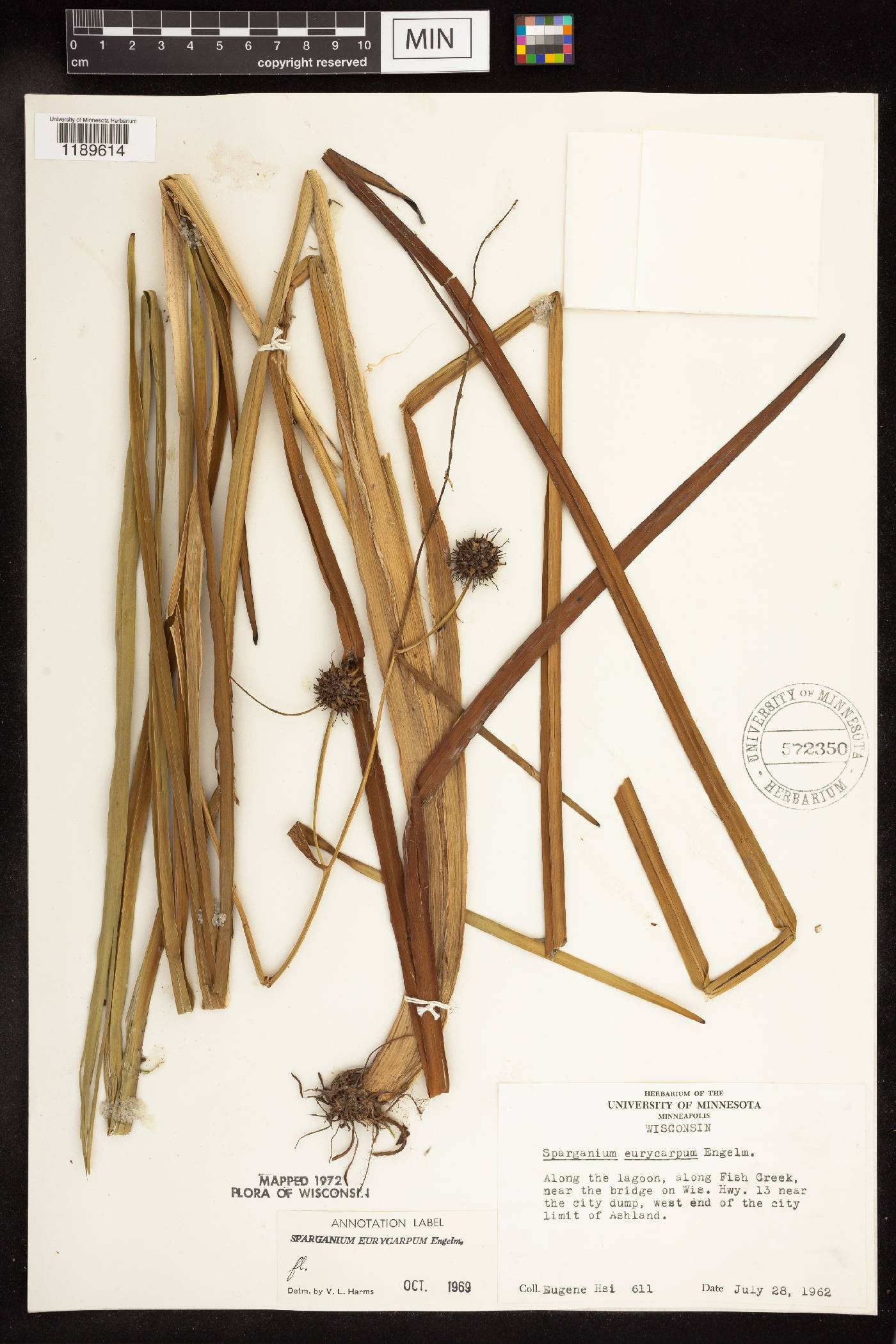 Sparganium eurycarpum image