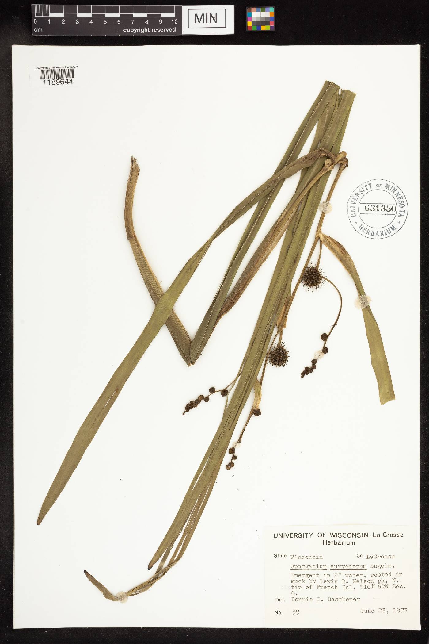 Sparganium eurycarpum image