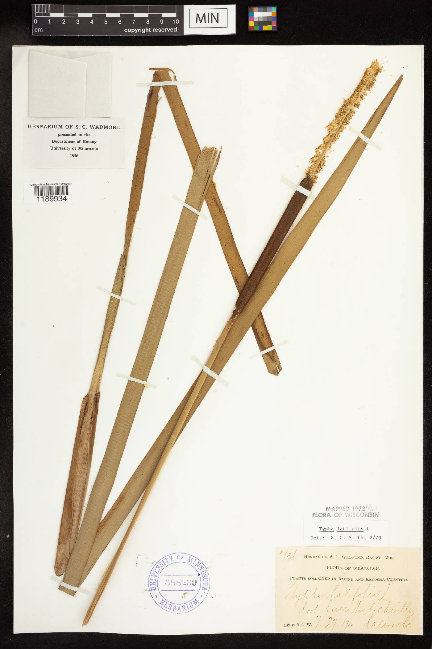 Typha latifolia image