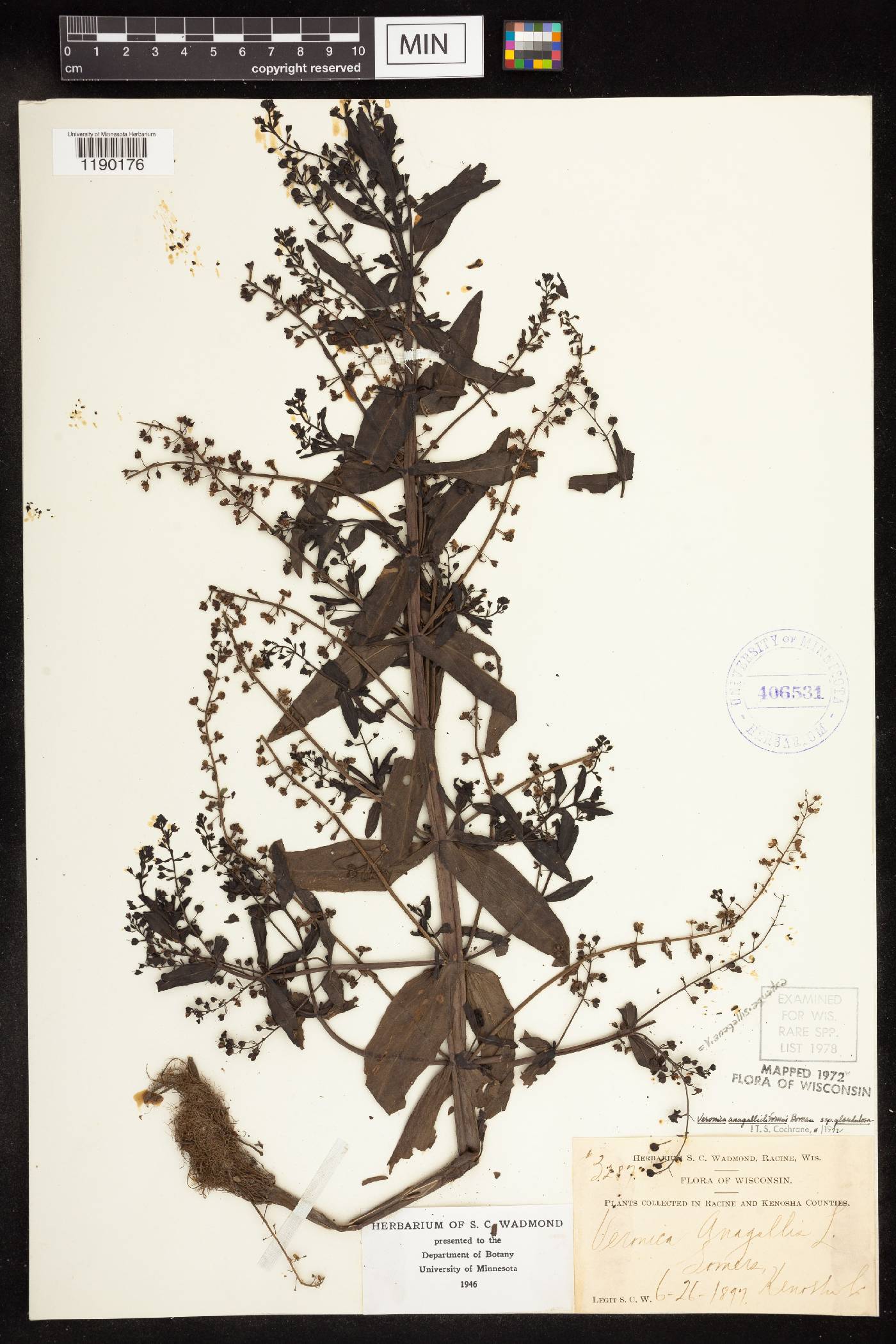 Veronica anagallis-aquatica image