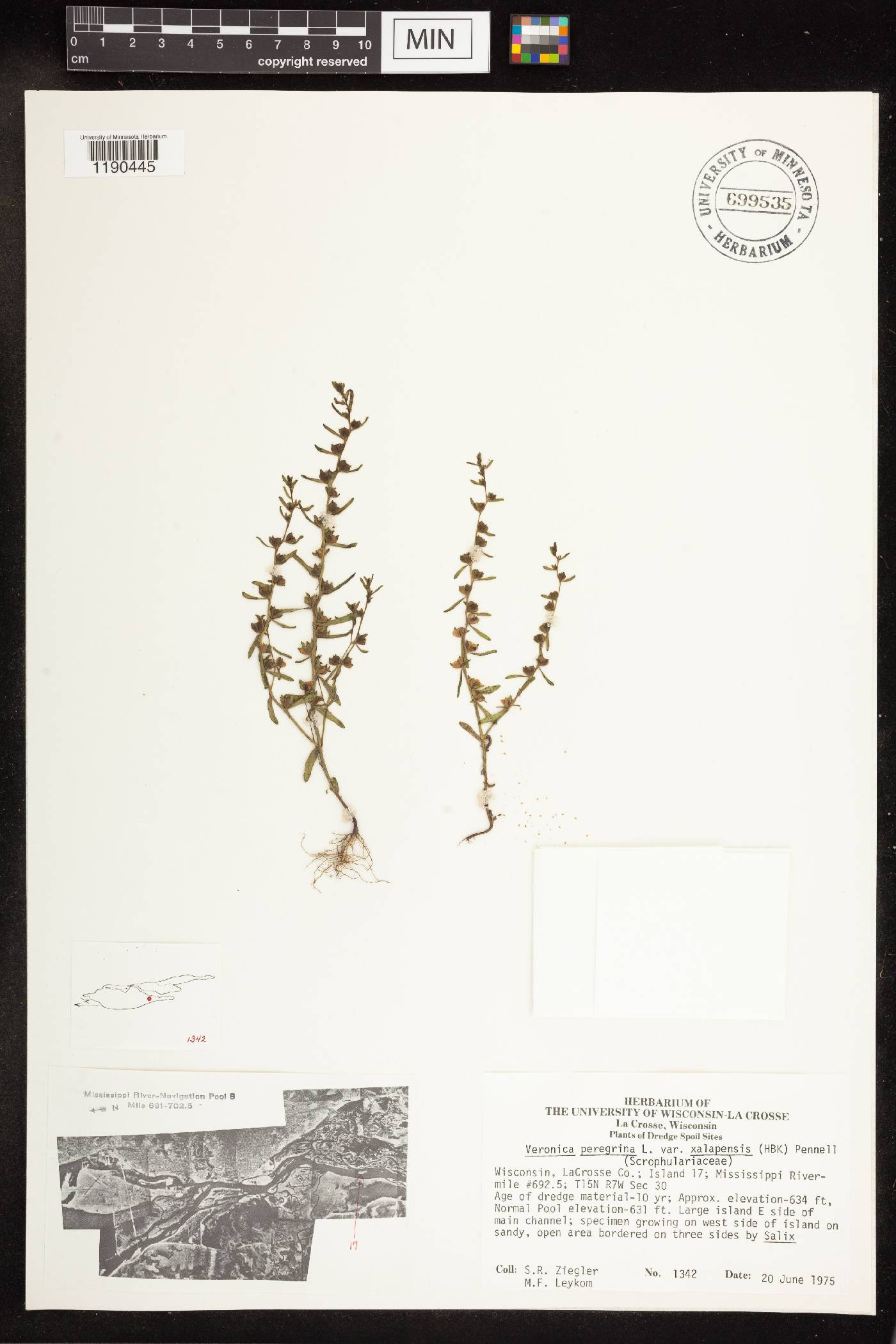 Veronica peregrina image