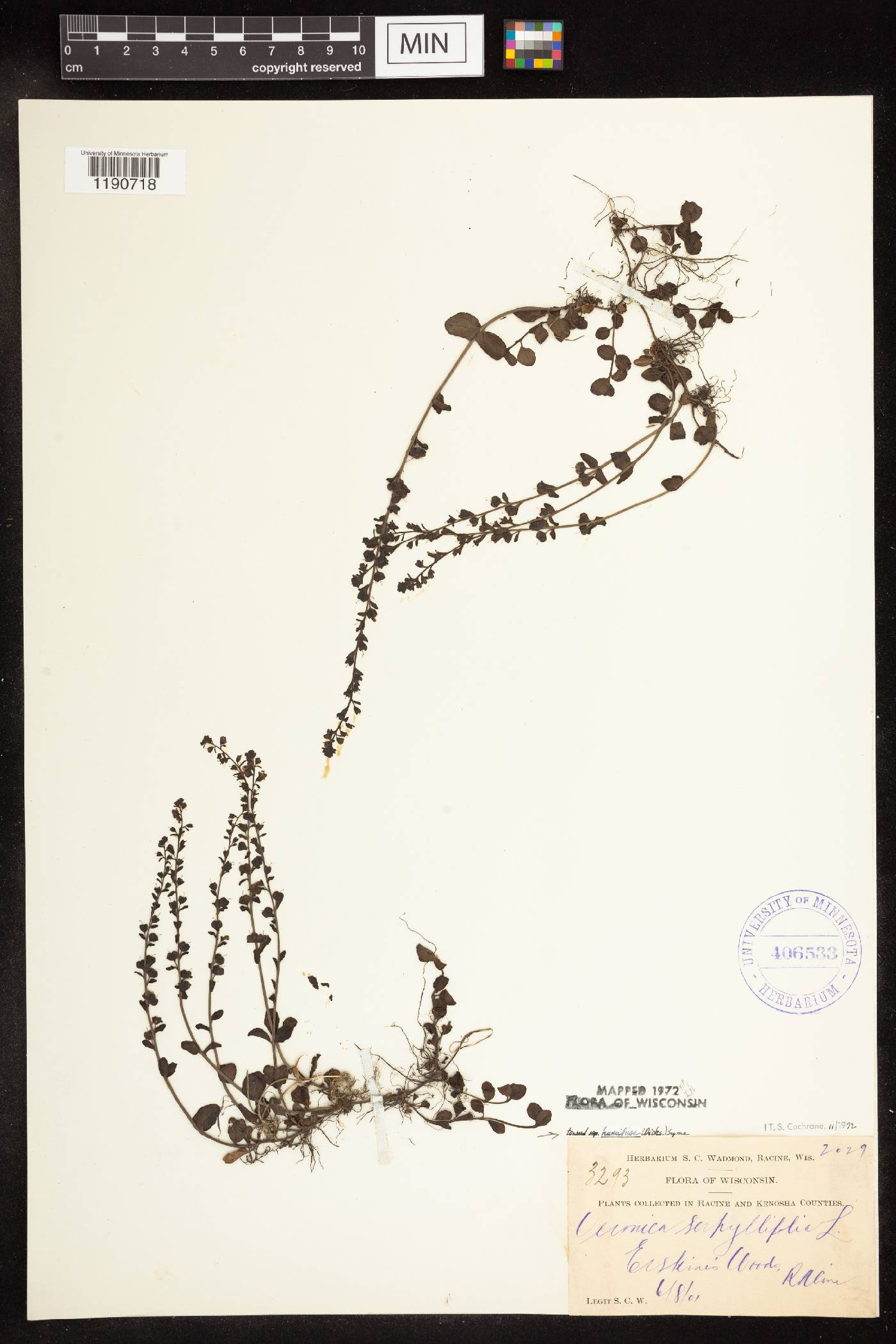 Veronica serpyllifolia image