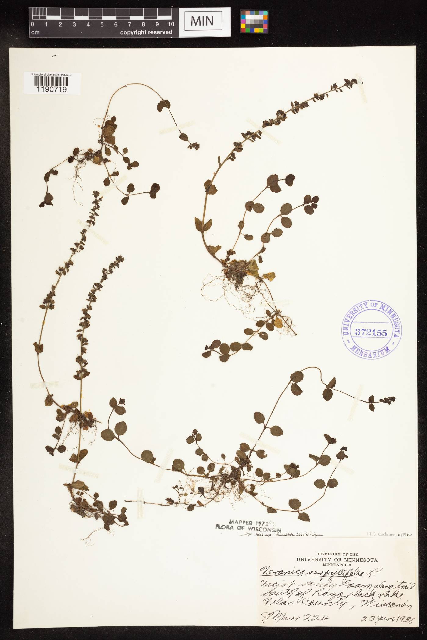 Veronica serpyllifolia image