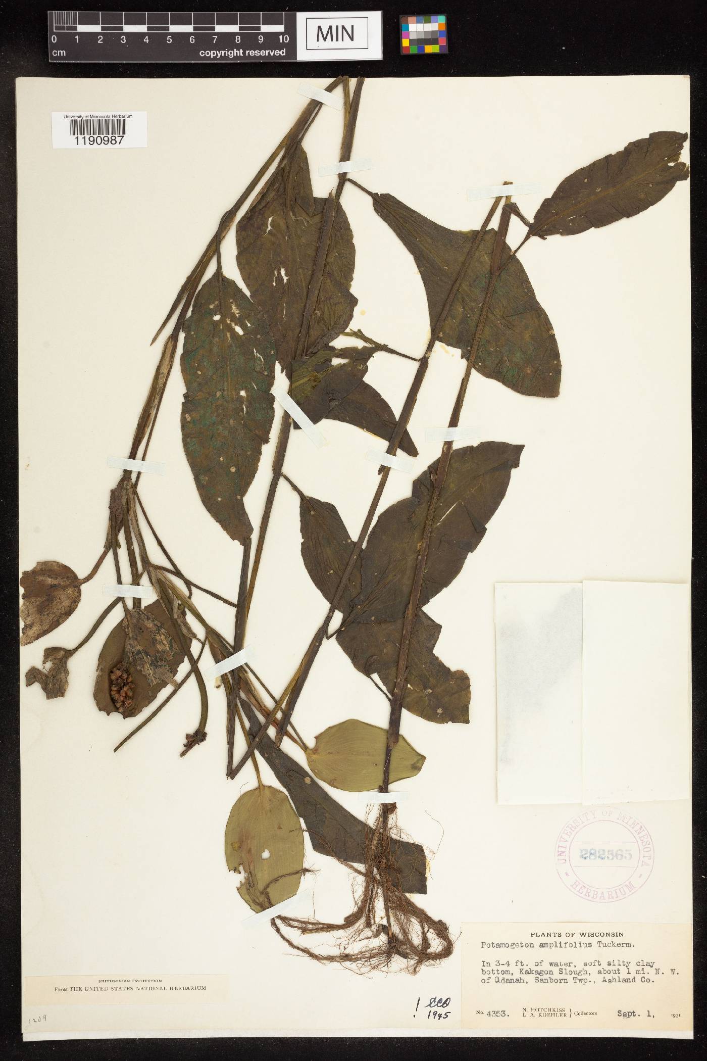 Potamogeton amplifolius image