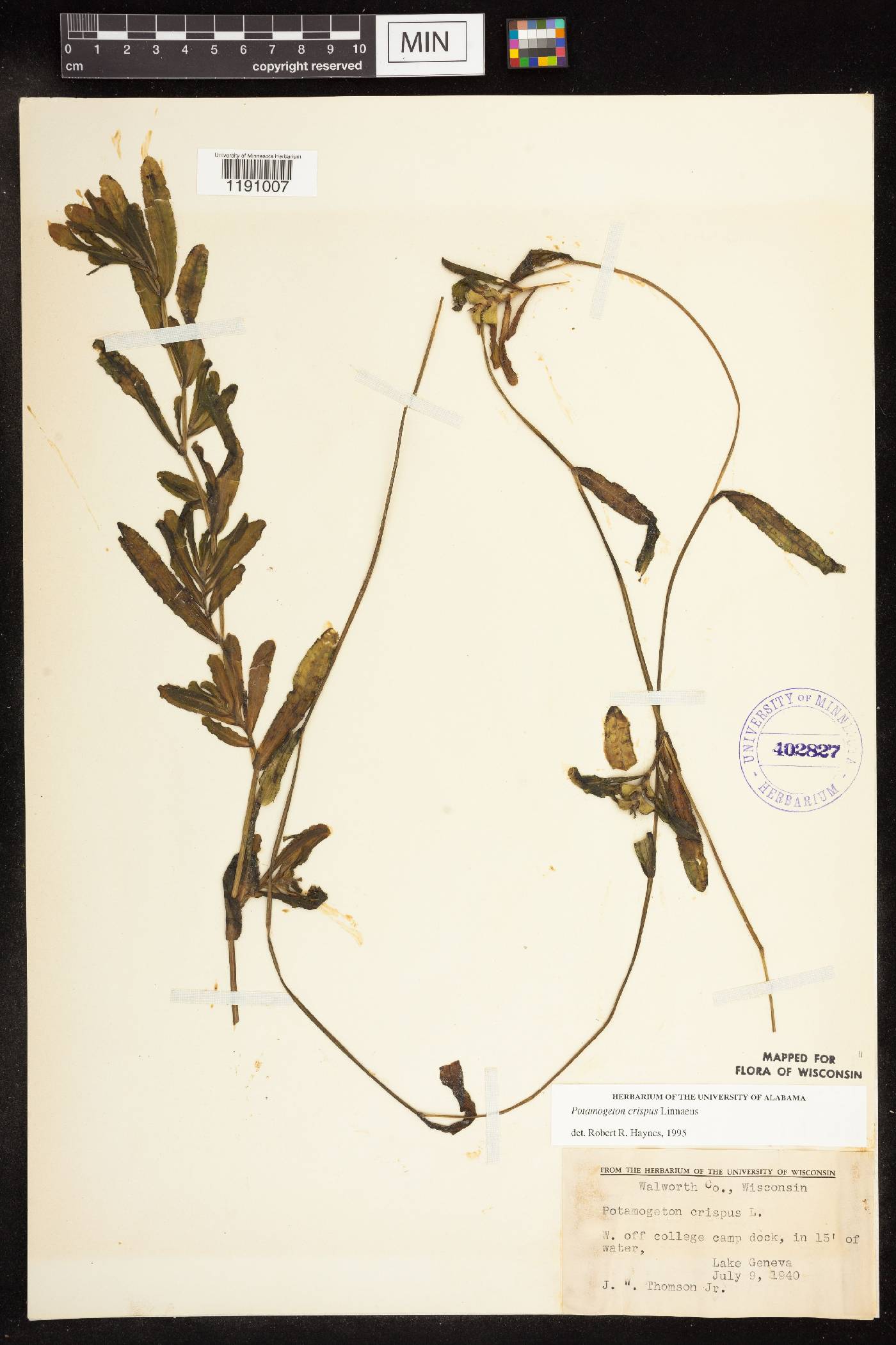 Potamogeton crispus image