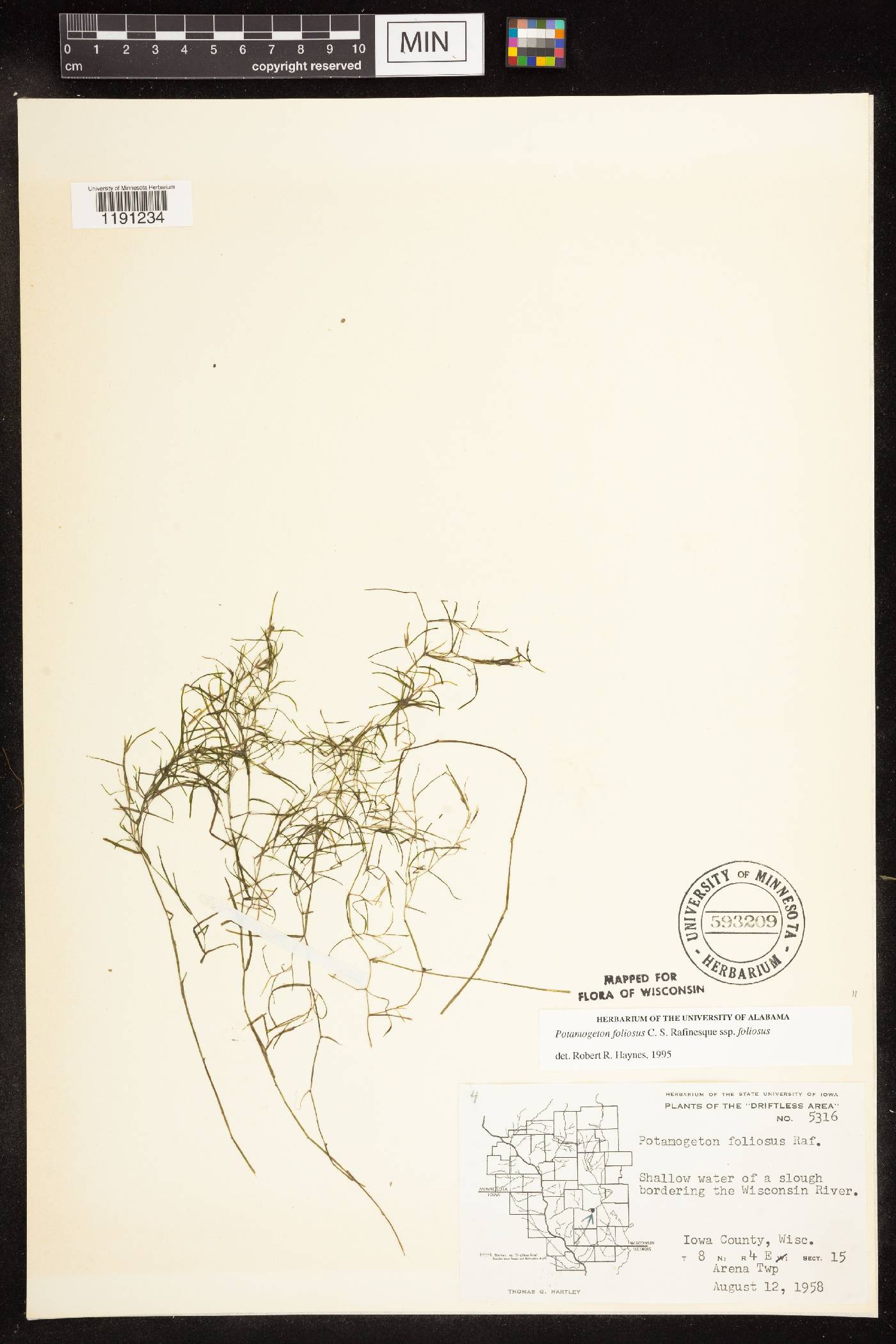 Potamogeton foliosus subsp. foliosus image