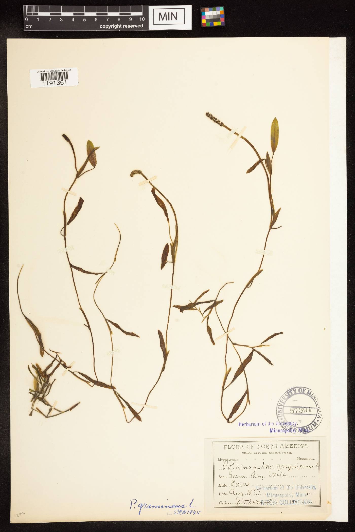 Potamogeton gramineus image