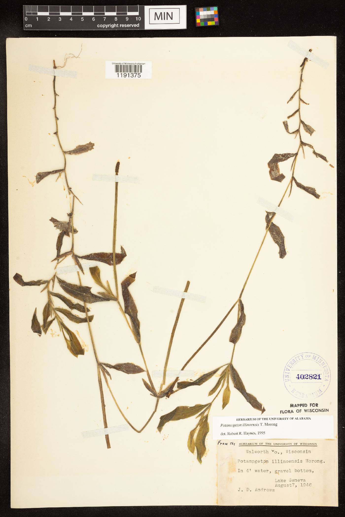 Potamogeton illinoensis image
