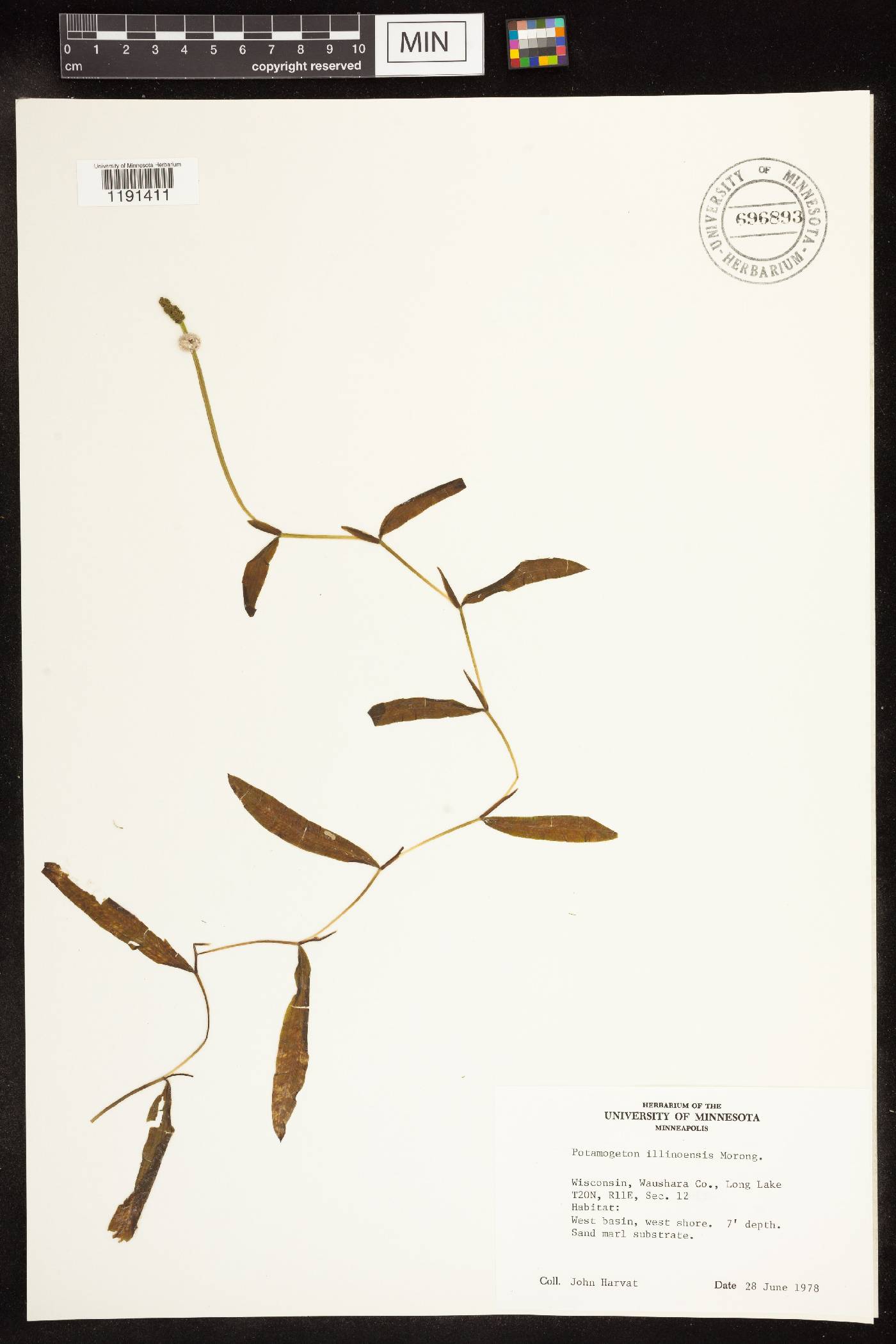 Potamogeton illinoensis image