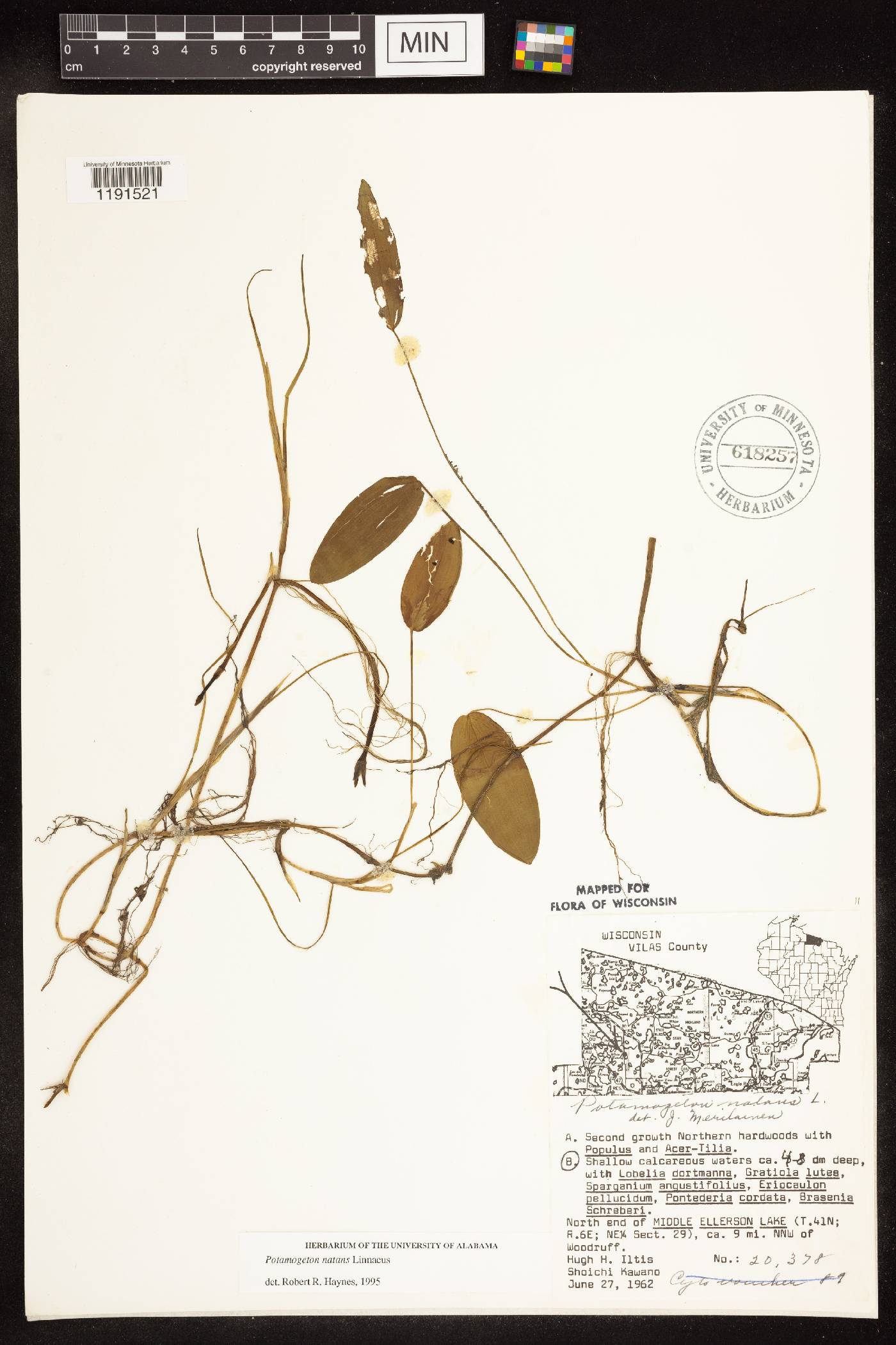 Potamogeton natans image