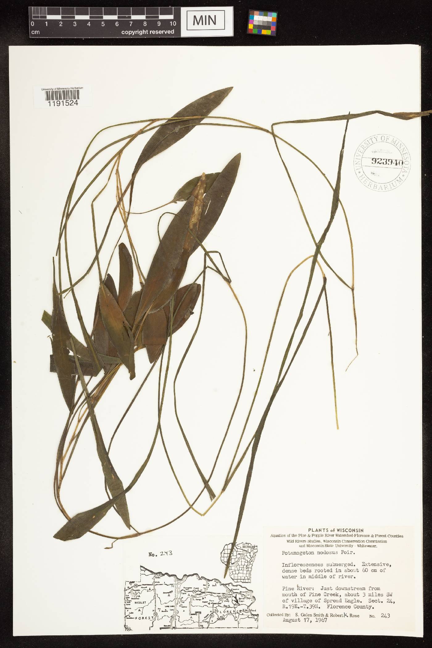 Potamogeton nodosus image
