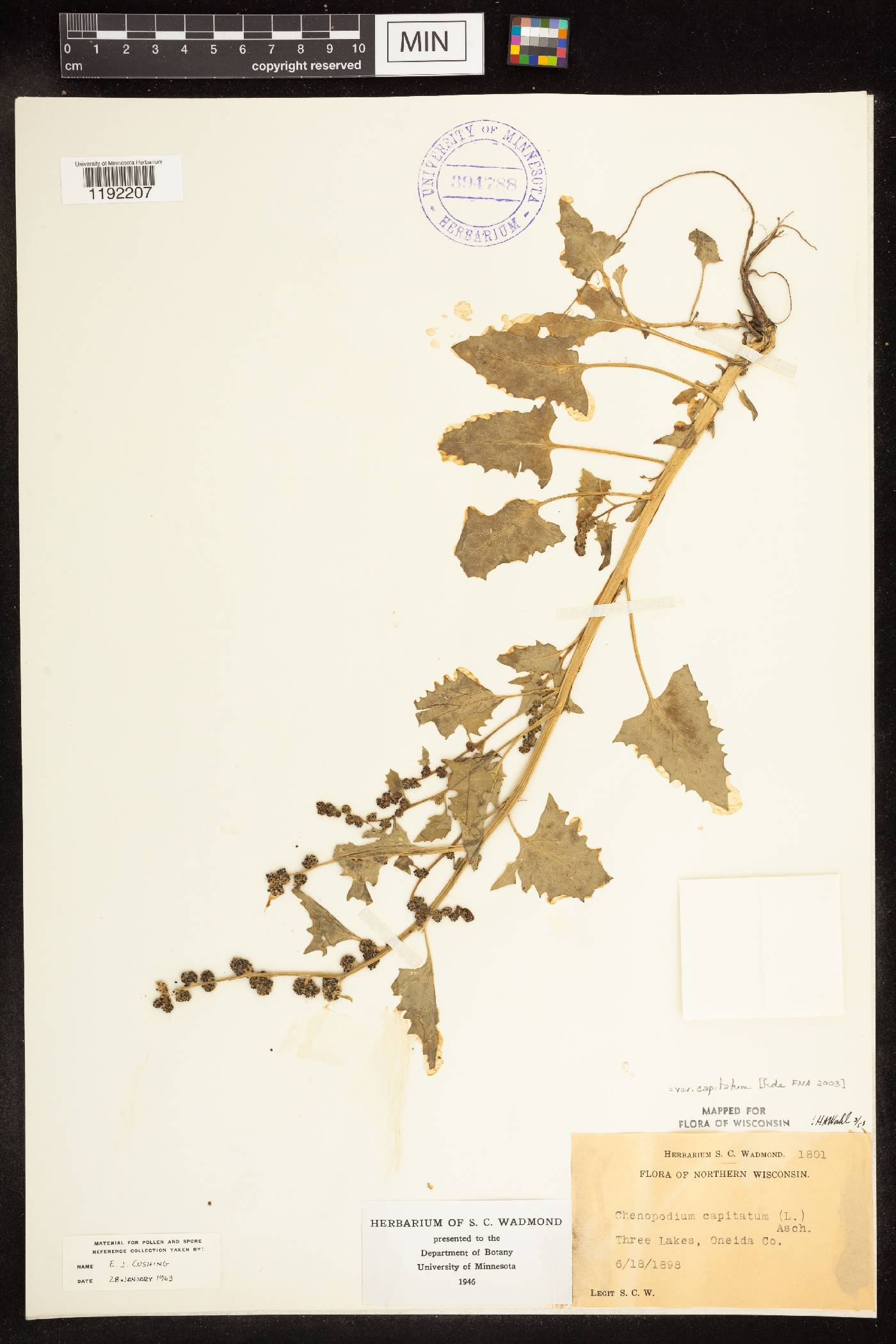 Chenopodium capitatum image