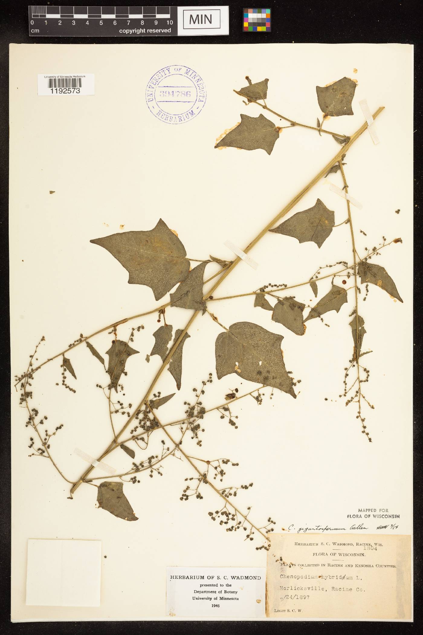 Chenopodium simplex image