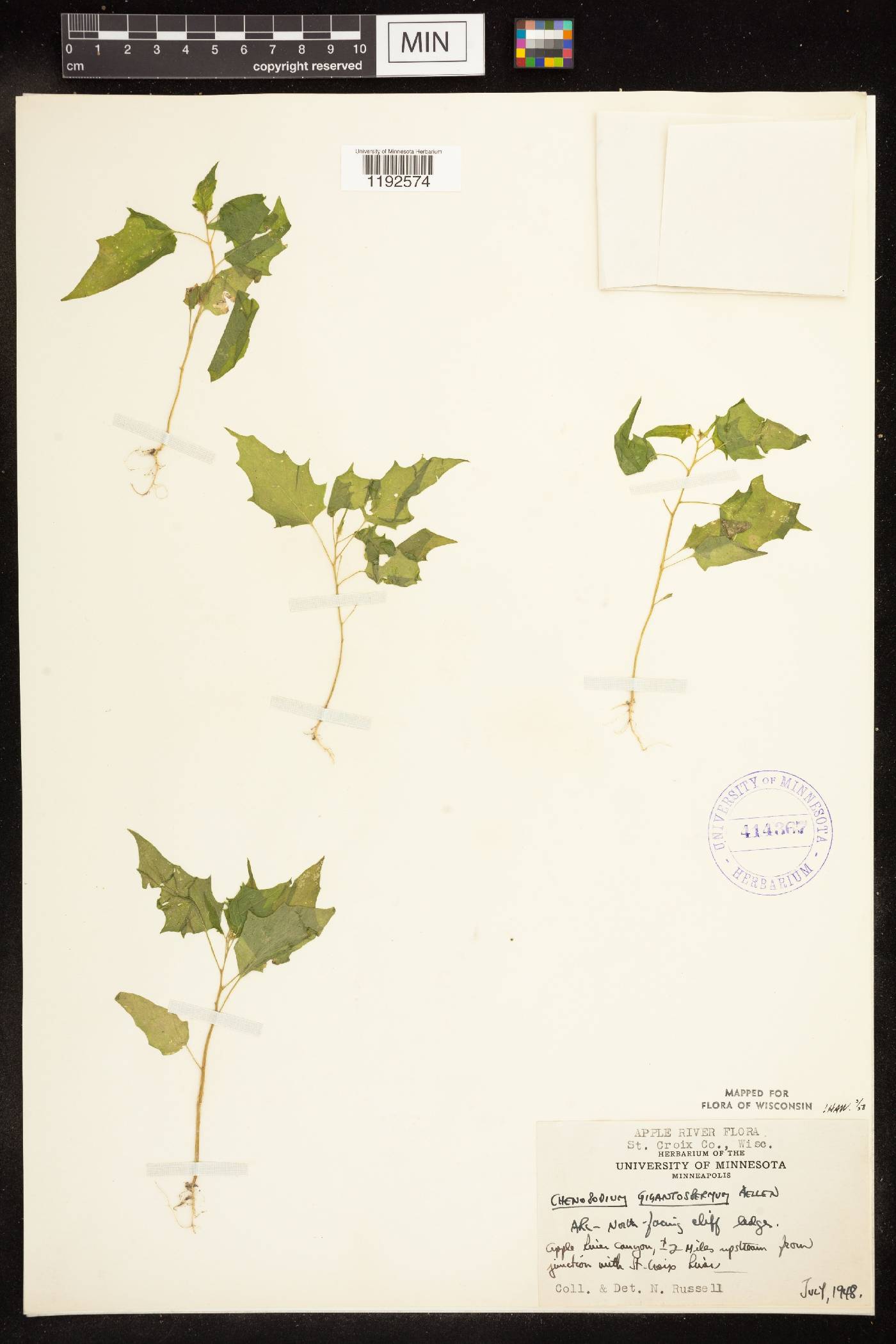 Chenopodium simplex image