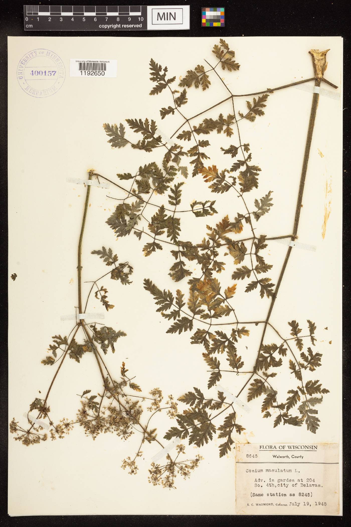 Conium maculatum image