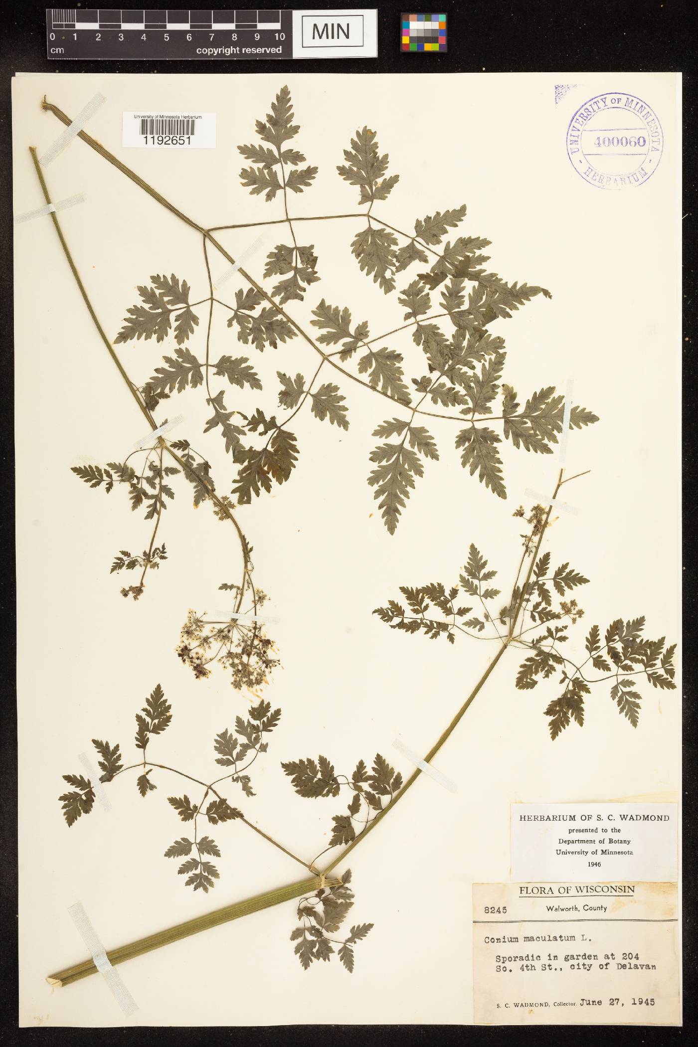 Conium maculatum image