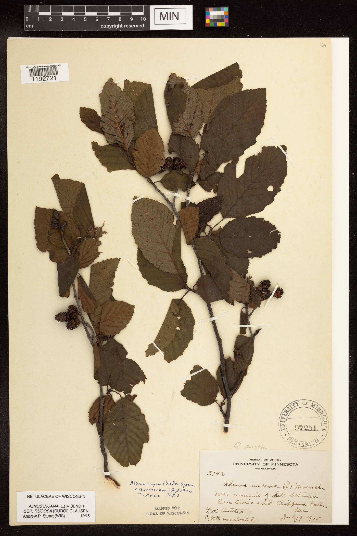 Alnus incana subsp. rugosa image