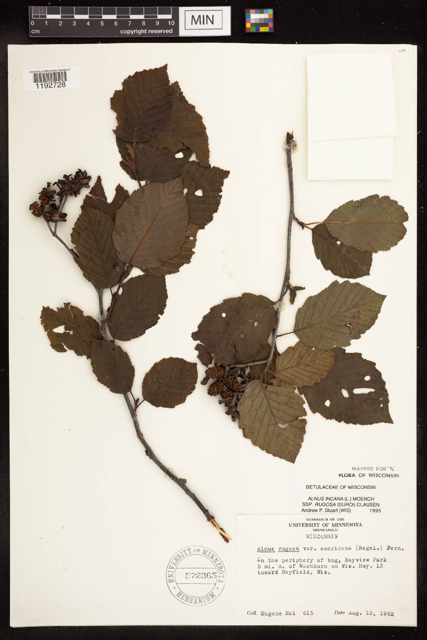 Alnus incana image