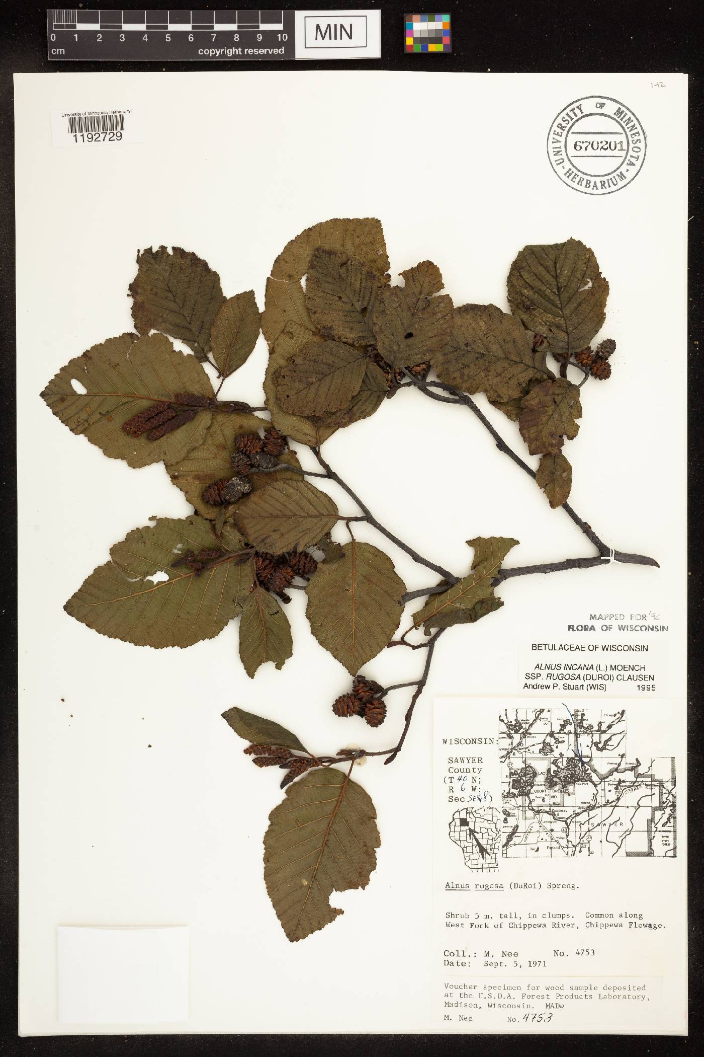 Alnus incana image