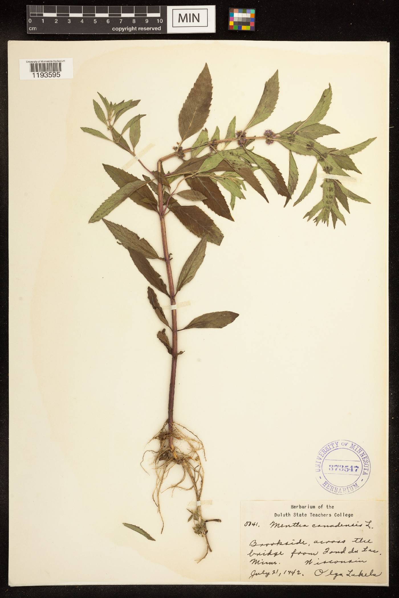 Mentha canadensis image