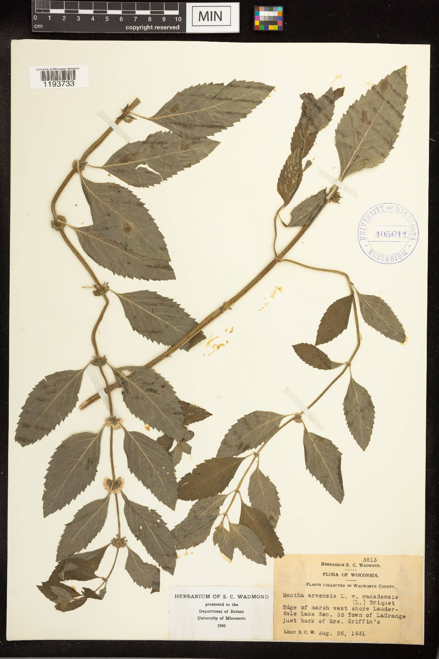 Mentha canadensis image