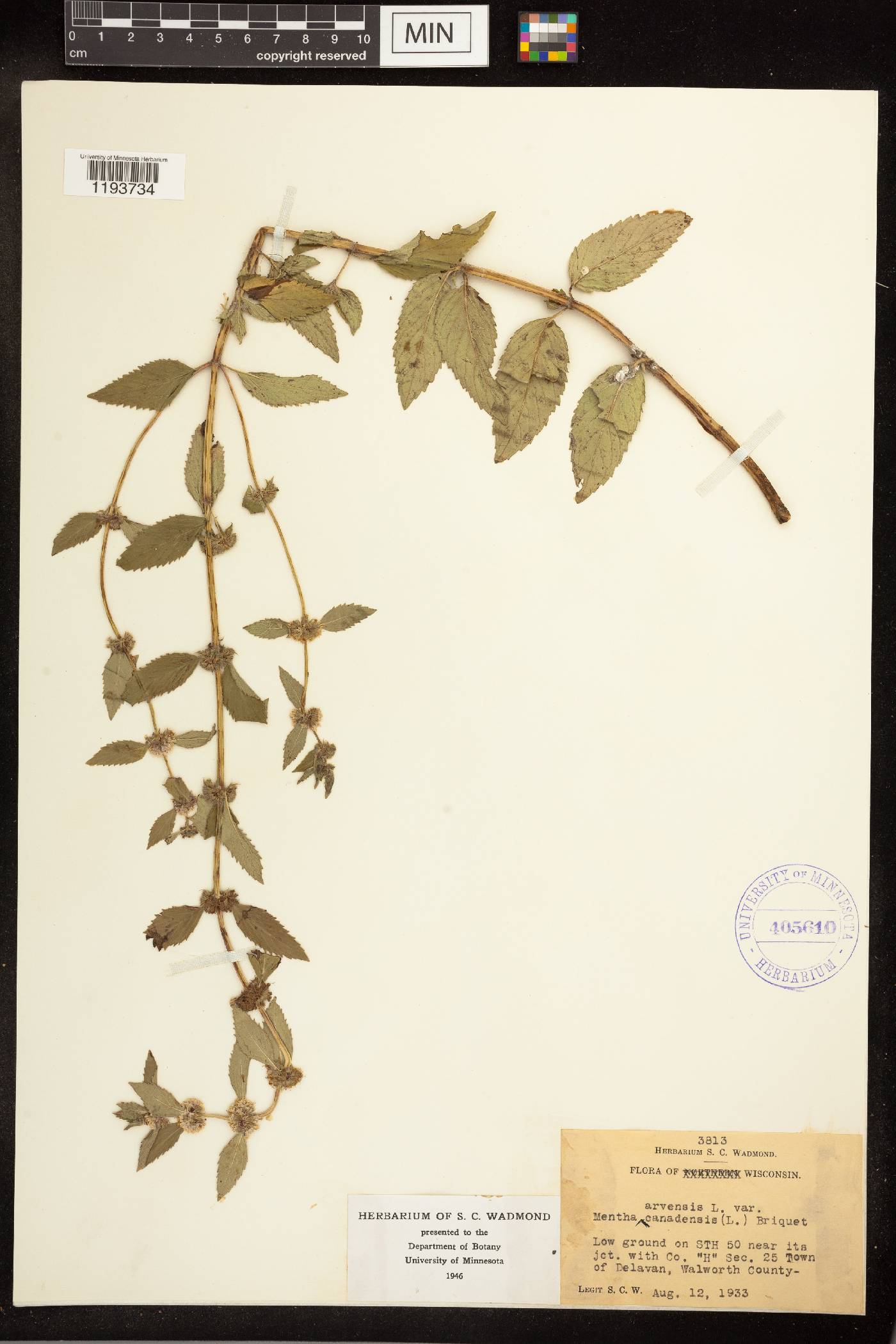 Mentha canadensis image