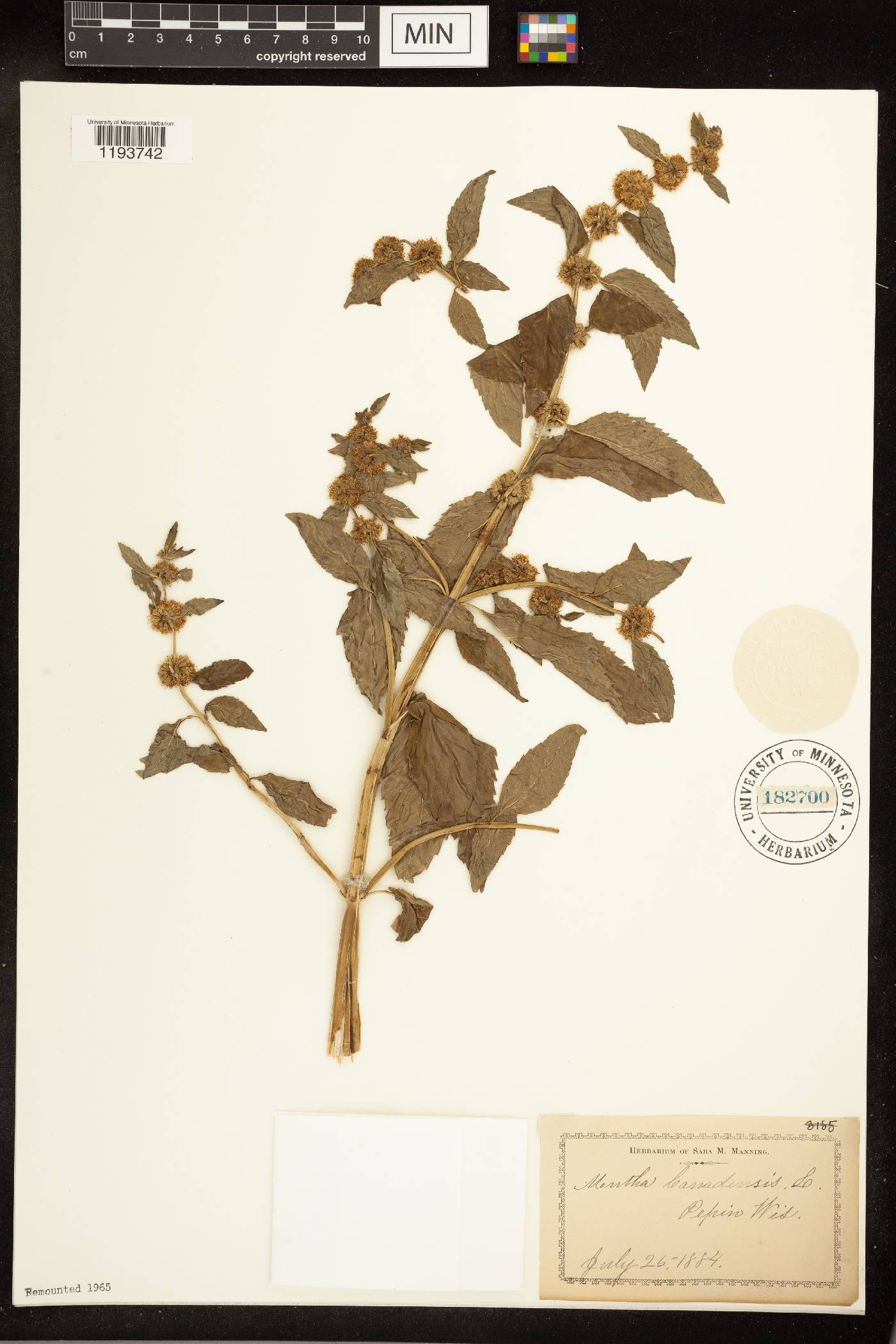 Mentha canadensis image