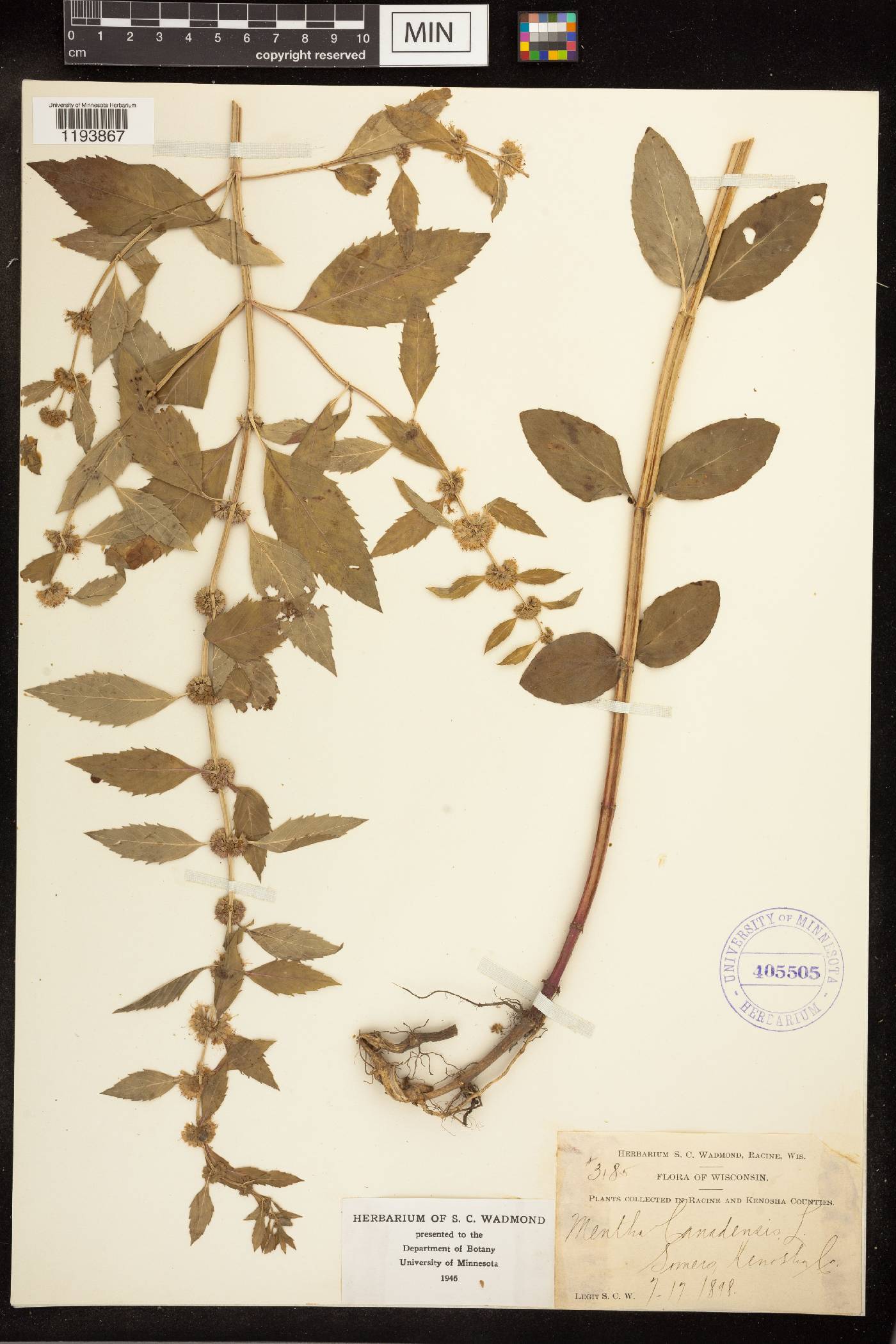 Mentha canadensis image