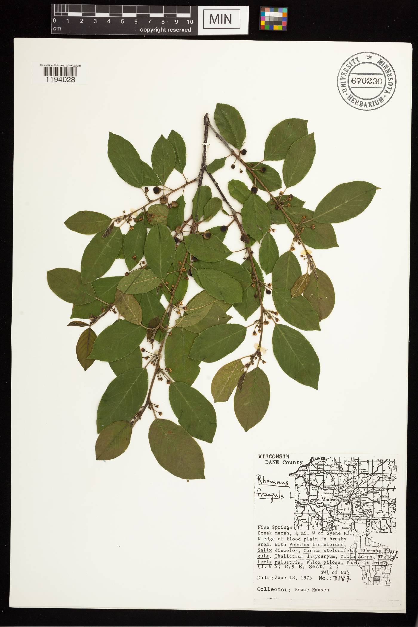 Frangula alnus image