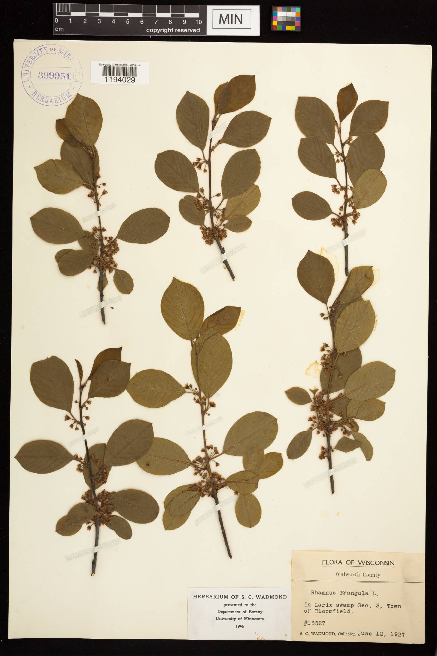Frangula alnus image