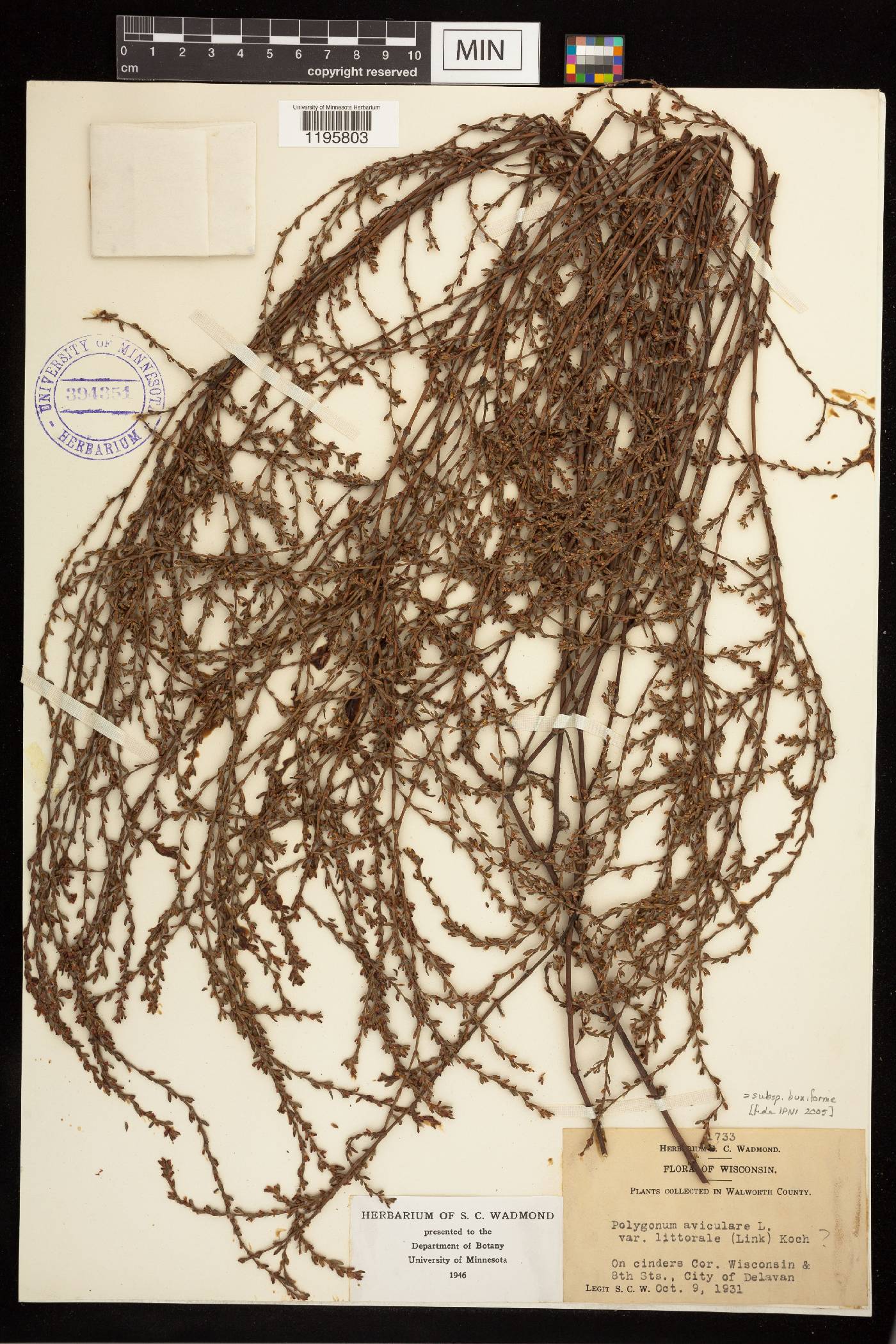 Polygonum aviculare image