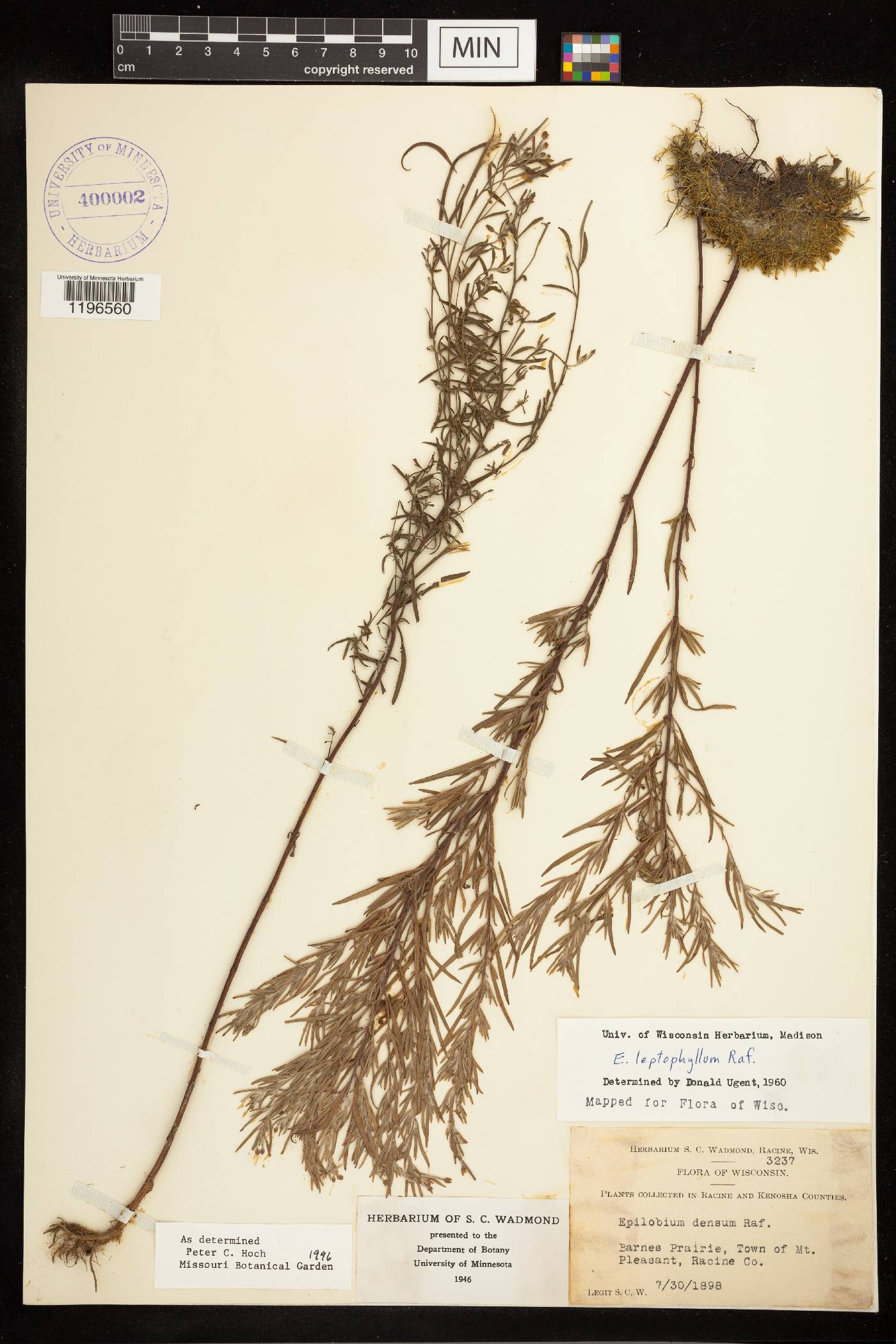 Epilobium leptophyllum image
