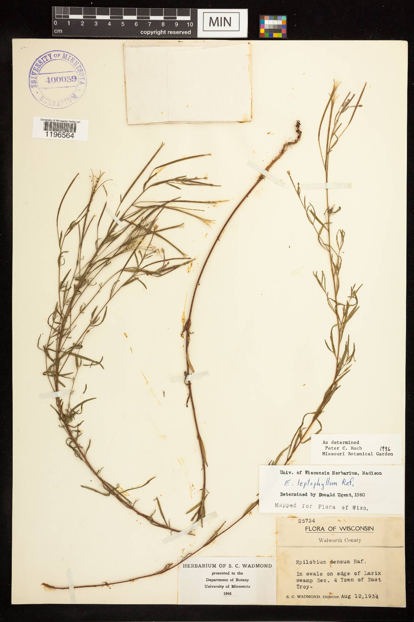 Epilobium leptophyllum image