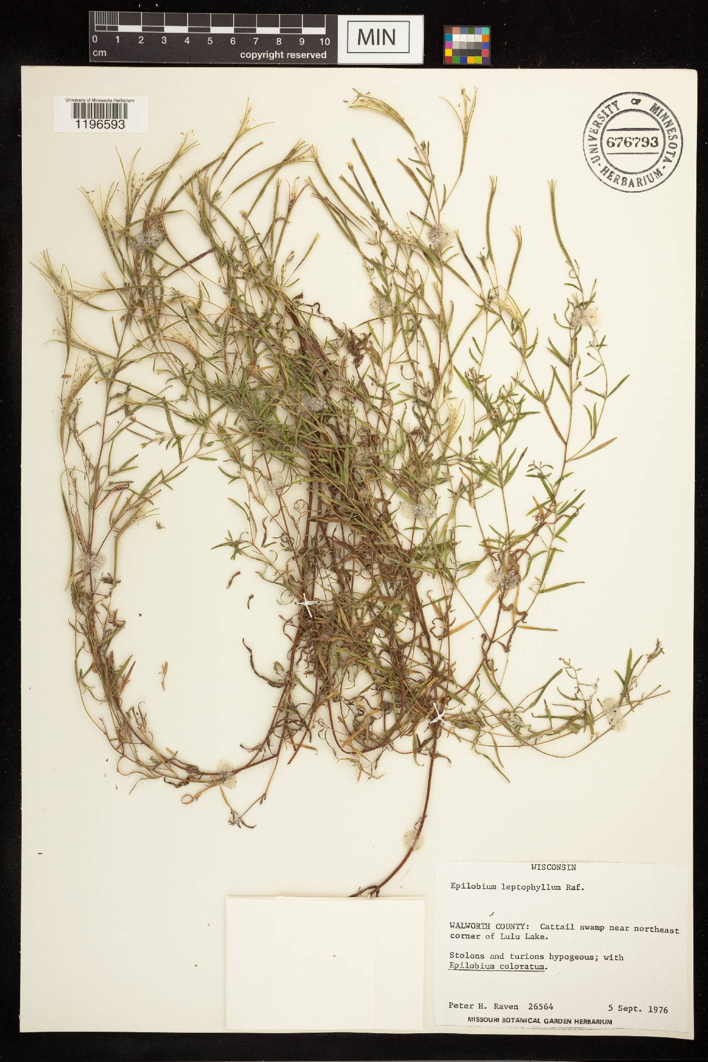 Epilobium leptophyllum image