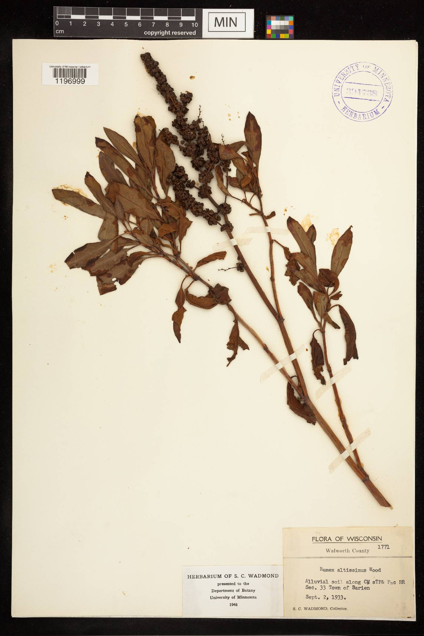 Rumex altissimus image