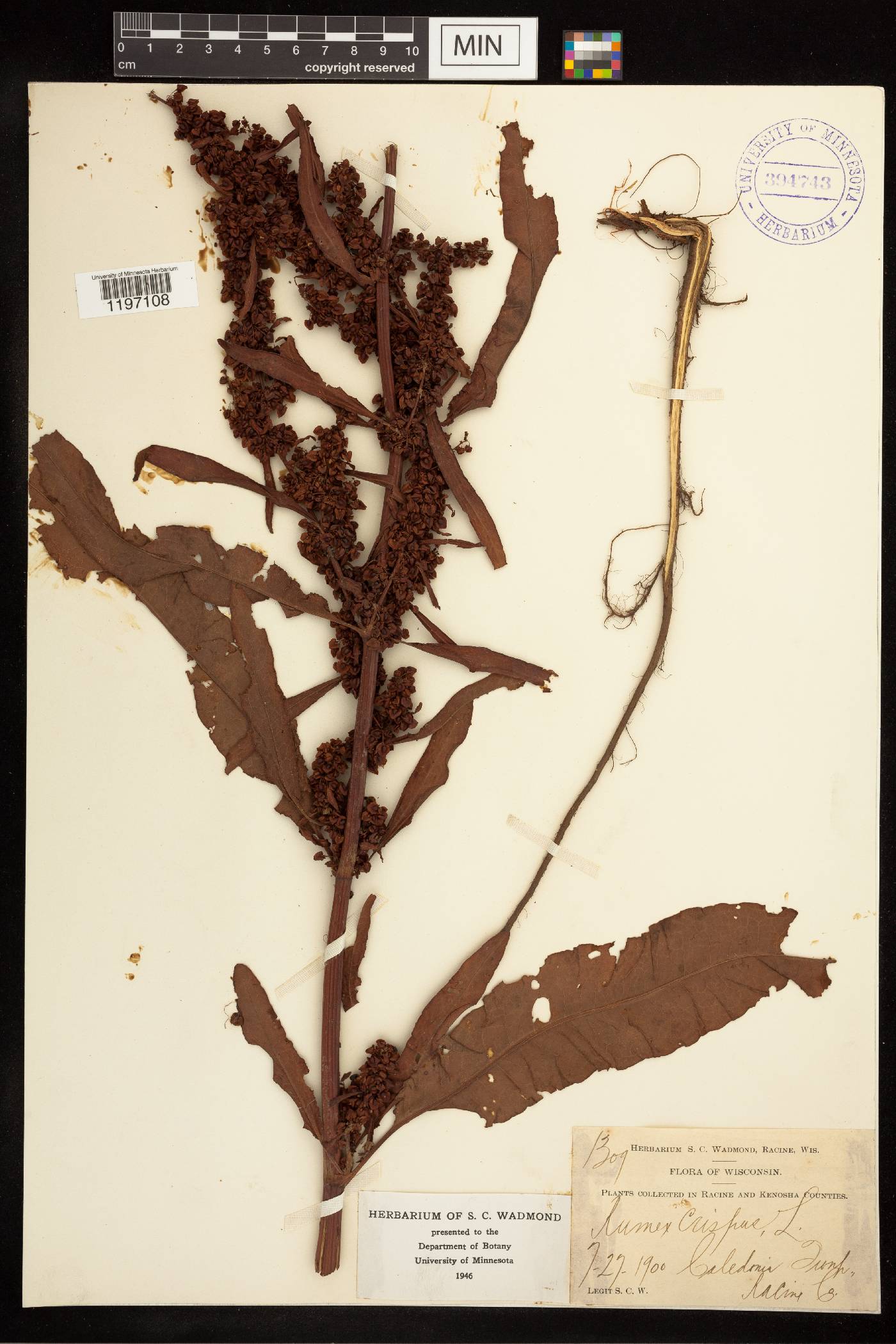 Rumex crispus image